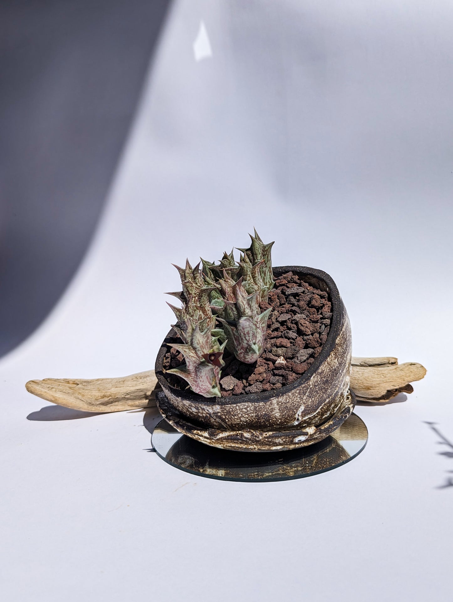 Caralluma Hesperidum