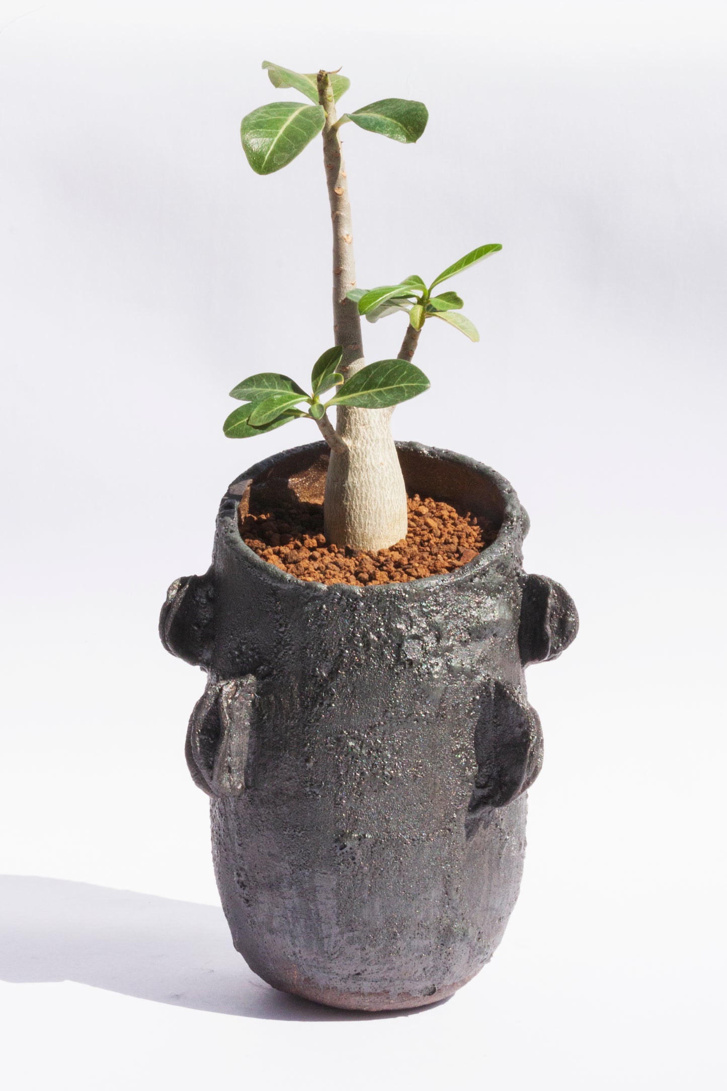 Adenium Obesum