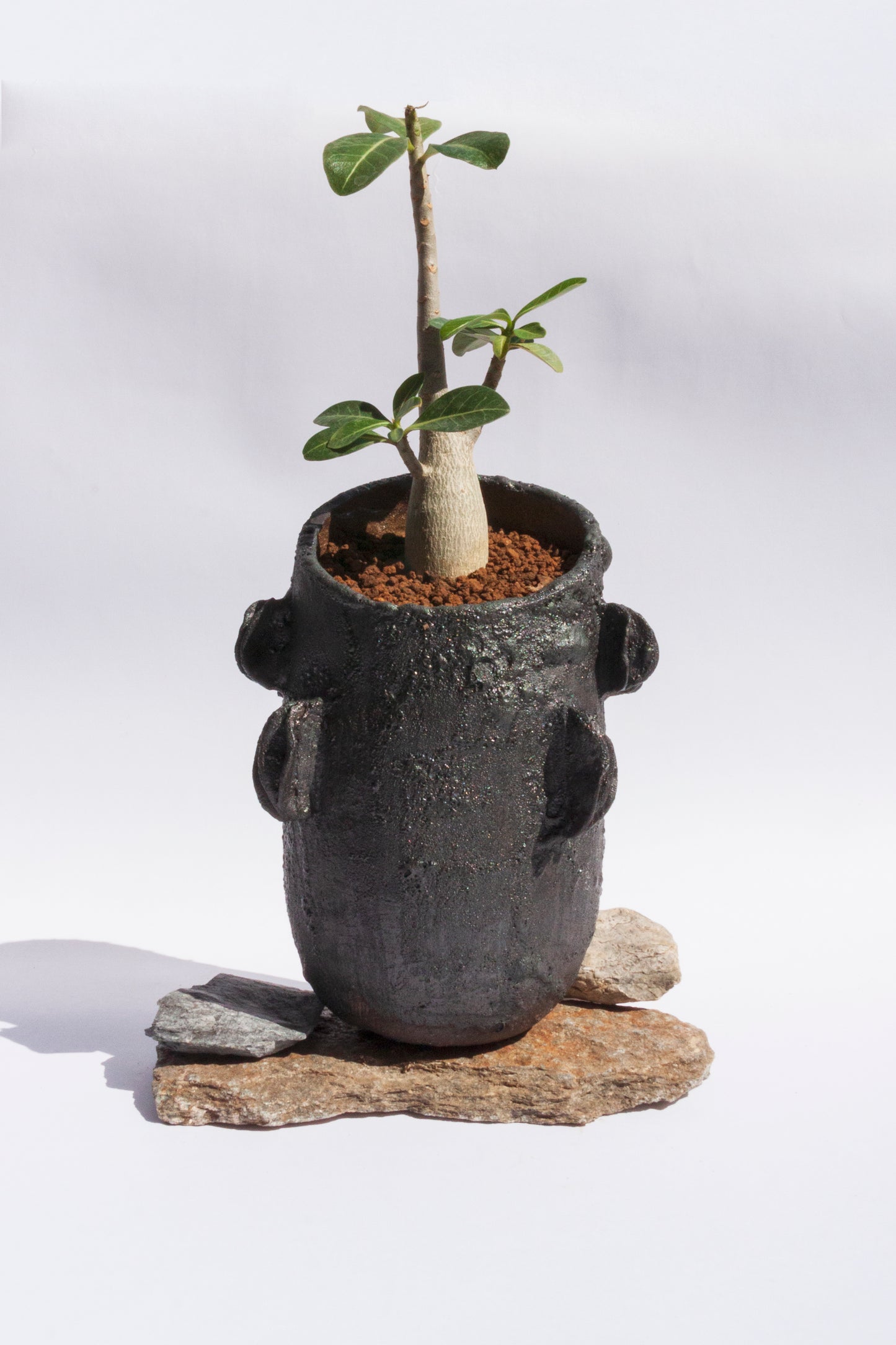 Adenium Obesum