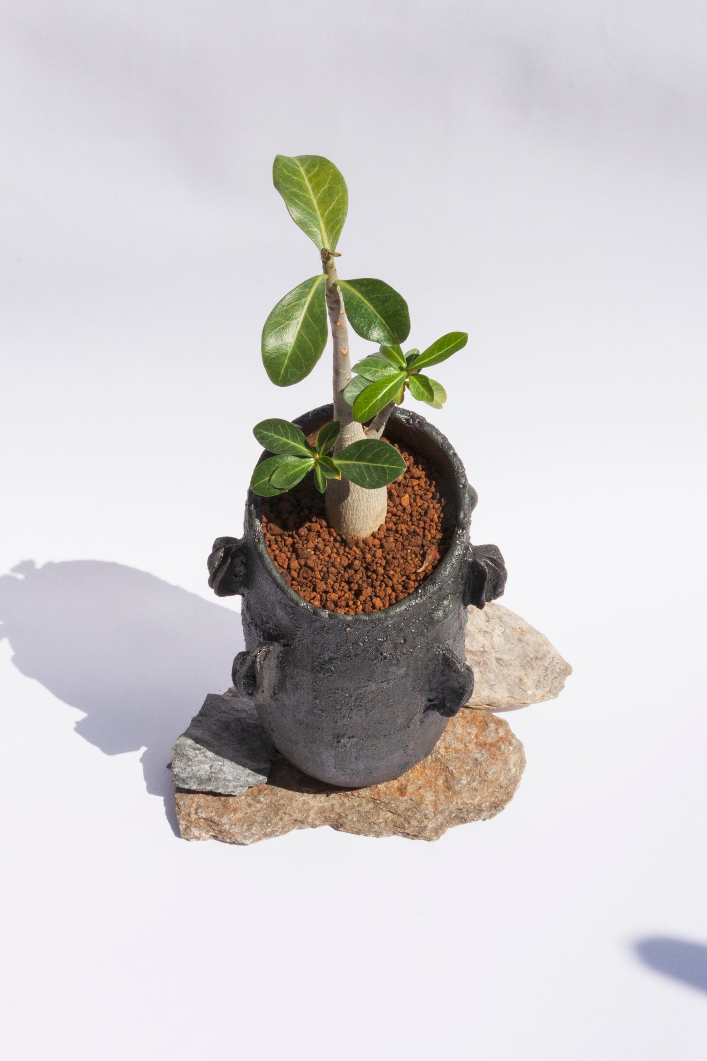 Adenium Obesum