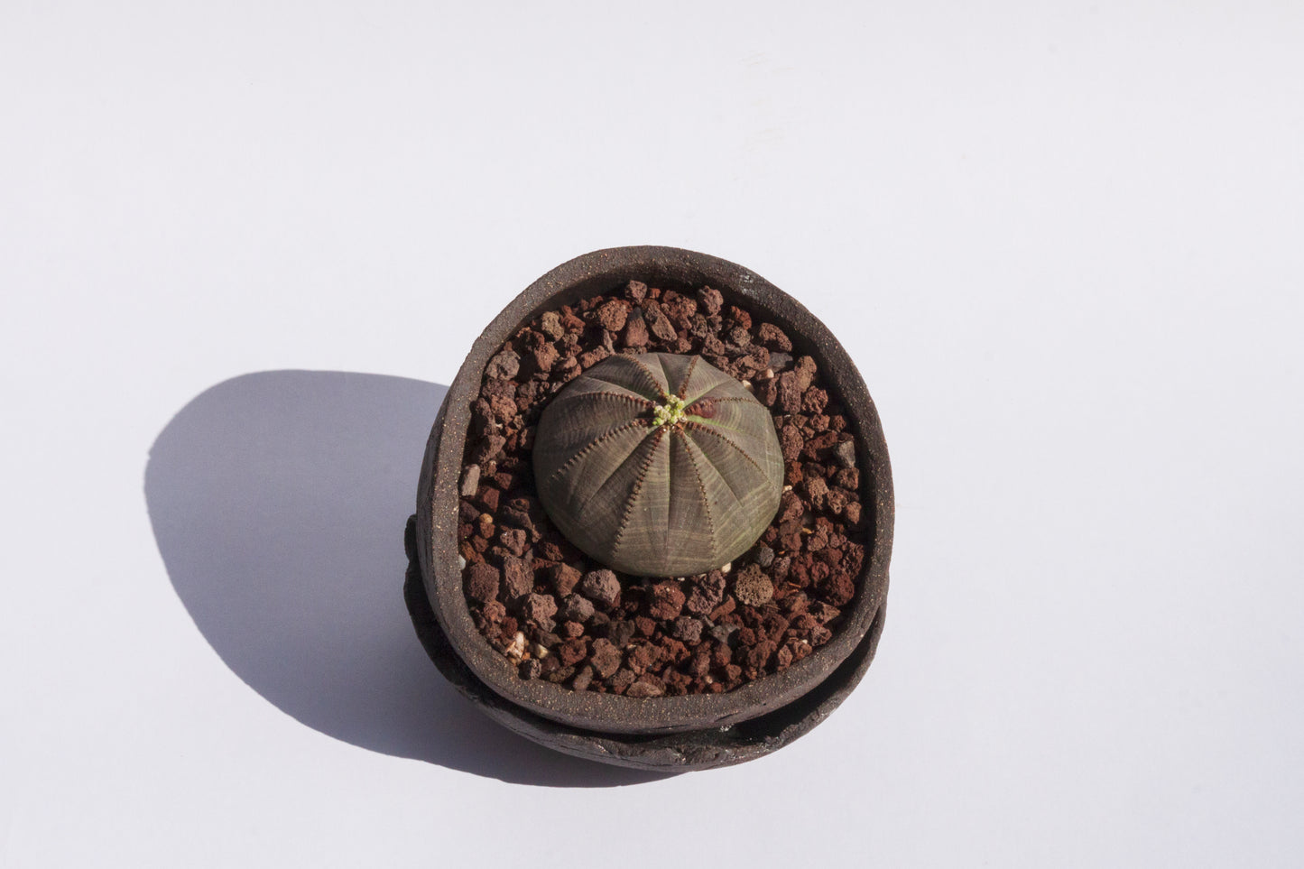 Euphorbia Obesa