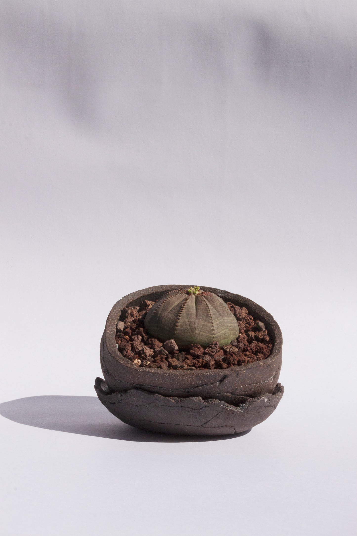Euphorbia Obesa