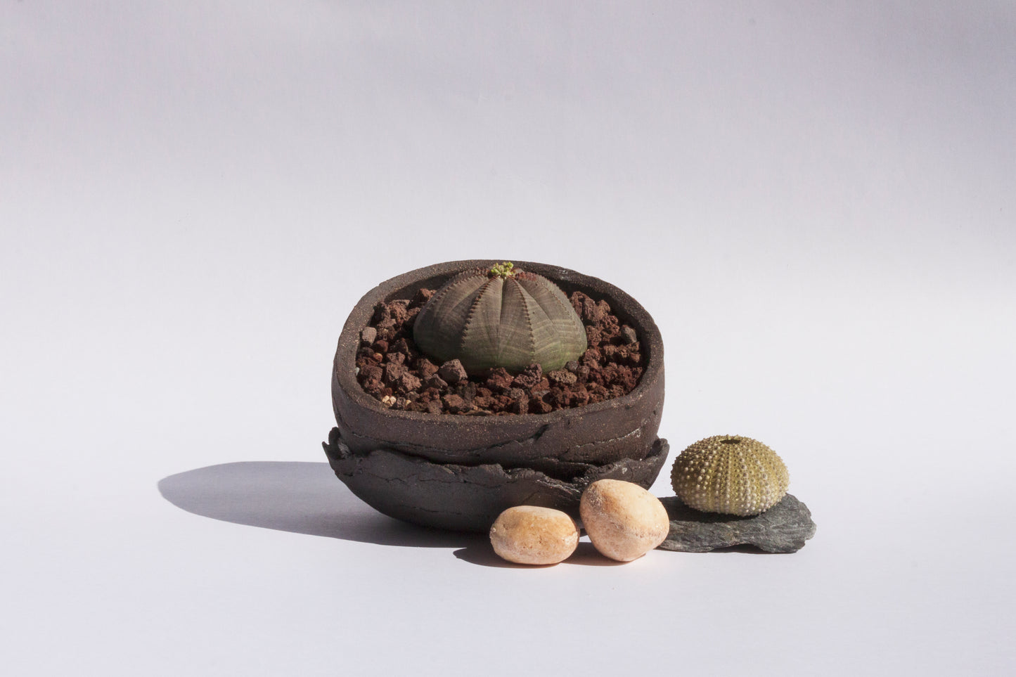 Euphorbia Obesa