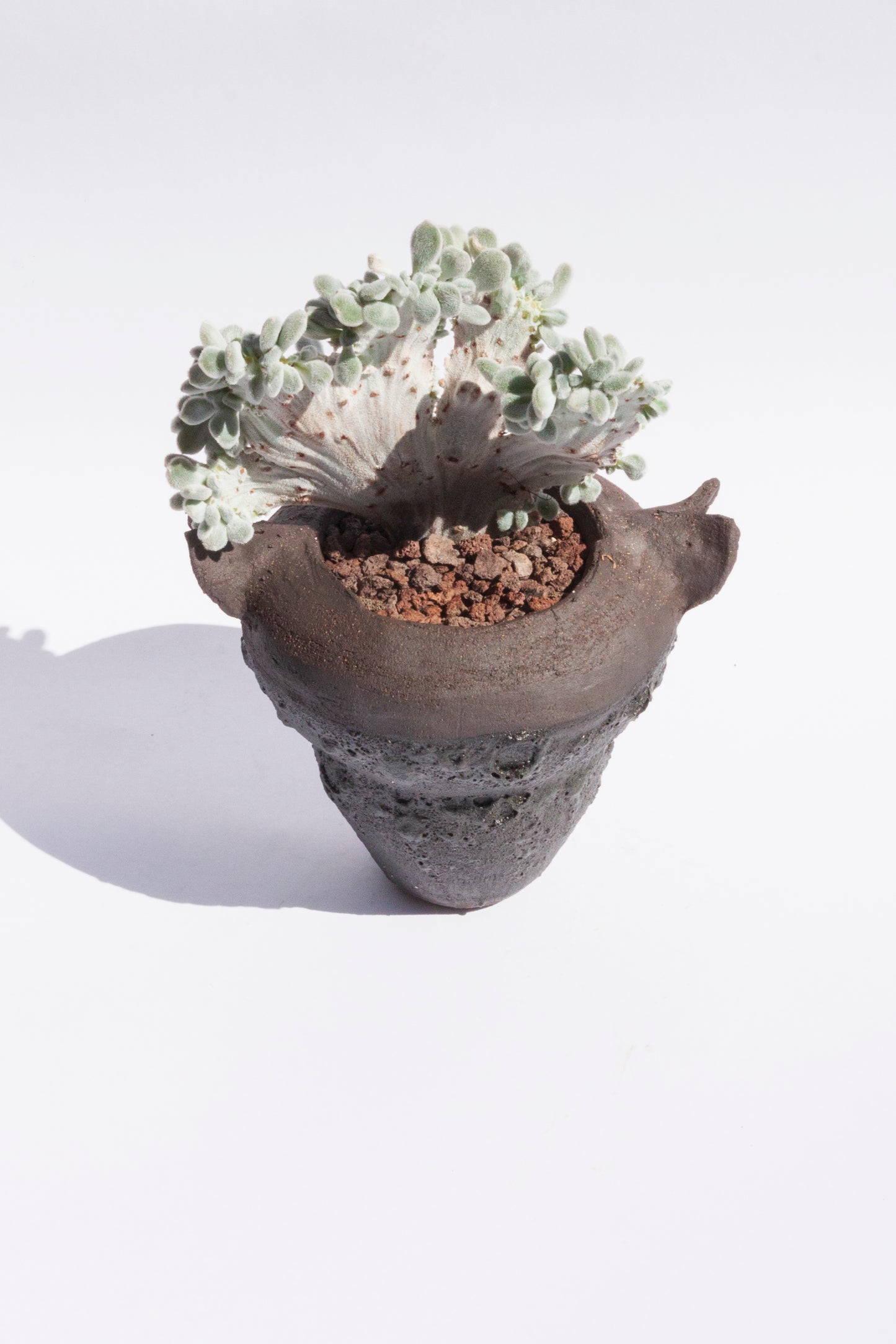 Echeveria Setosa Frosty Cristata