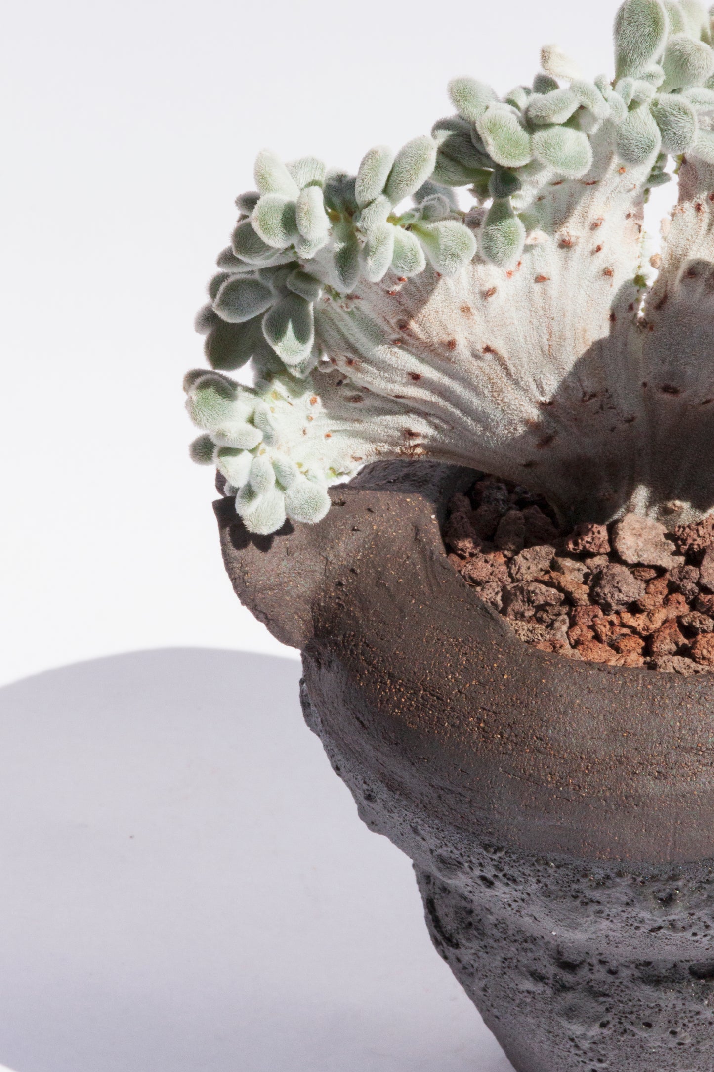 Echeveria Setosa Frosty Cristata