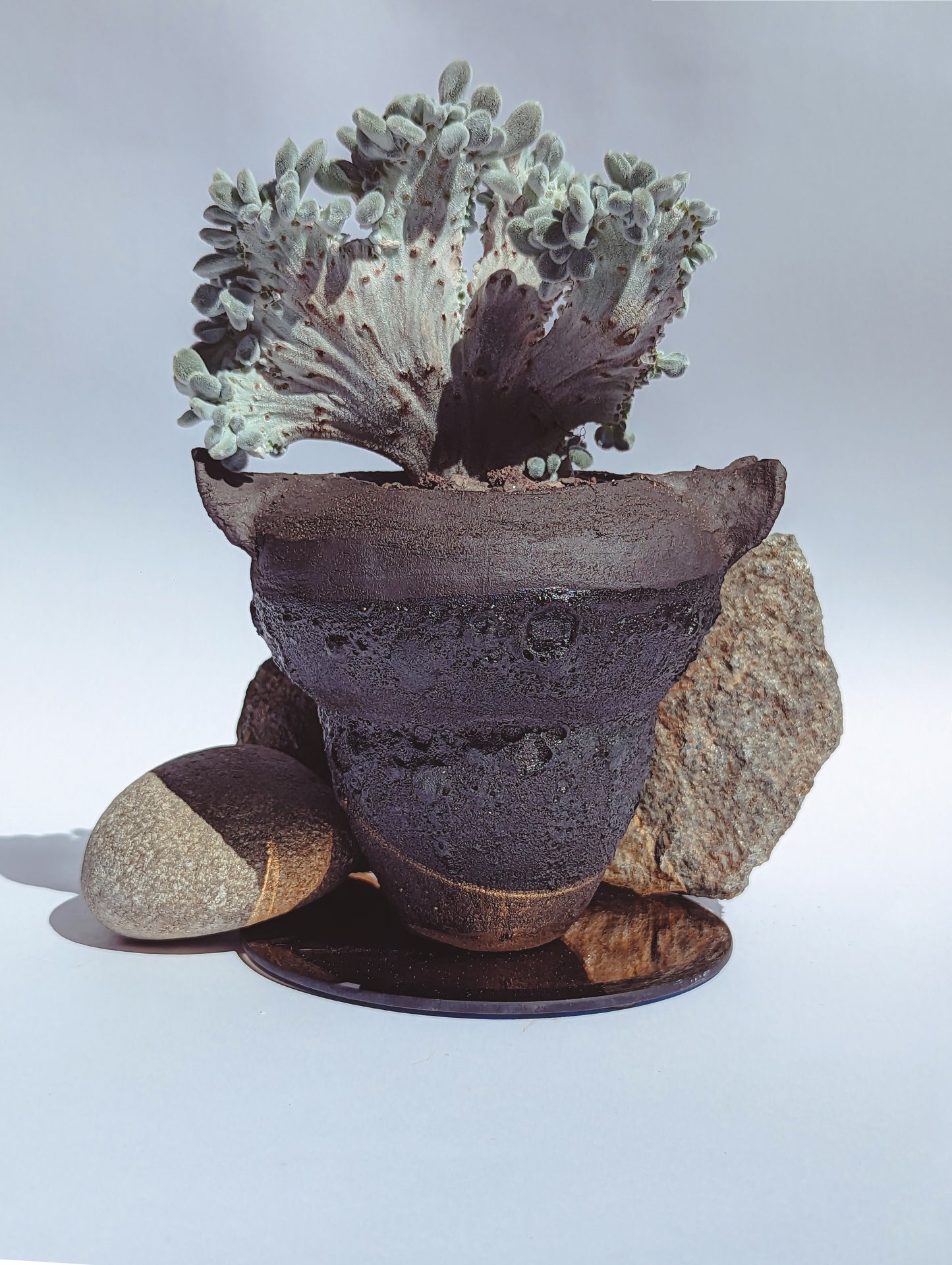 Echeveria Setosa Frosty Cristata