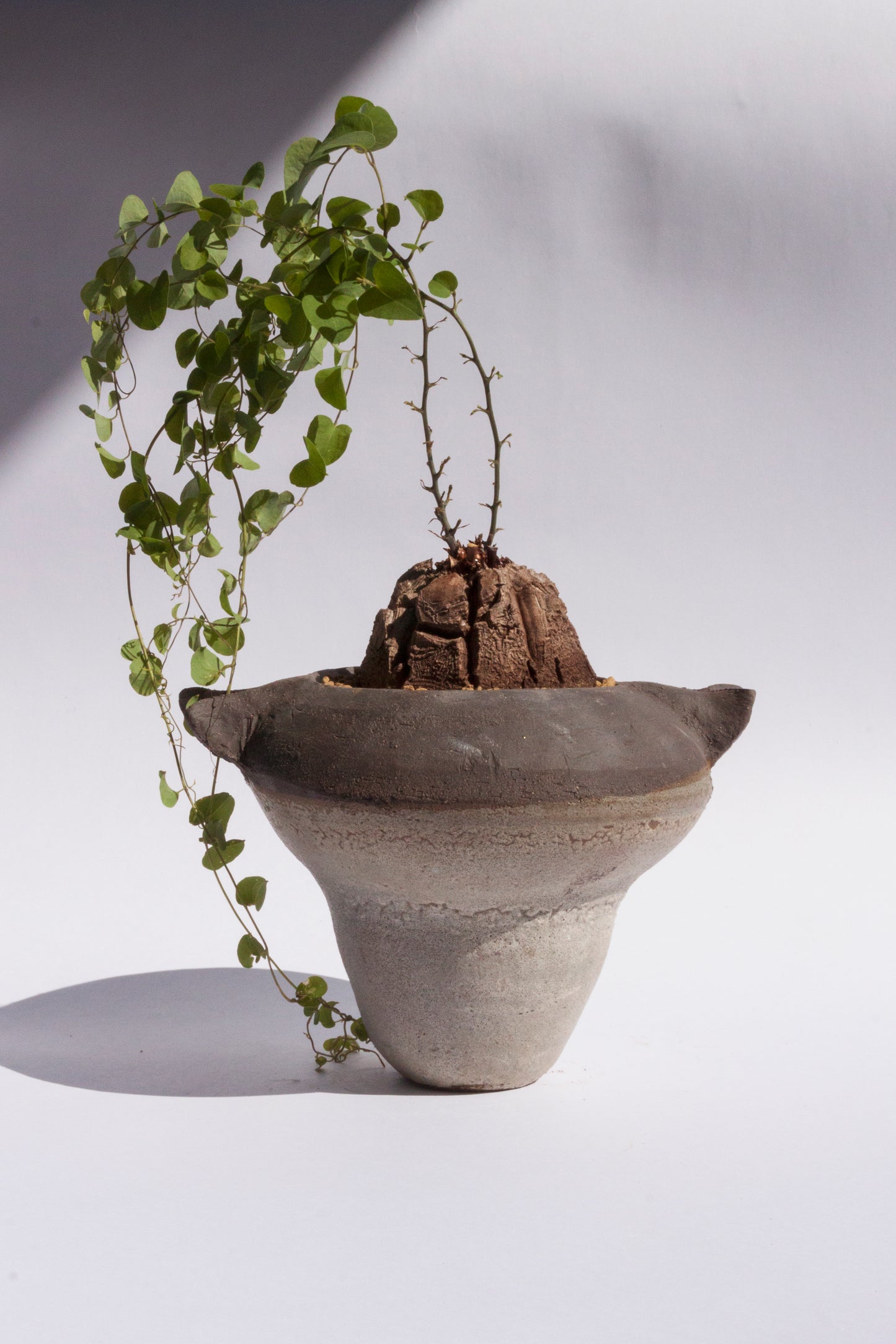 Dioscorea Elephantipes