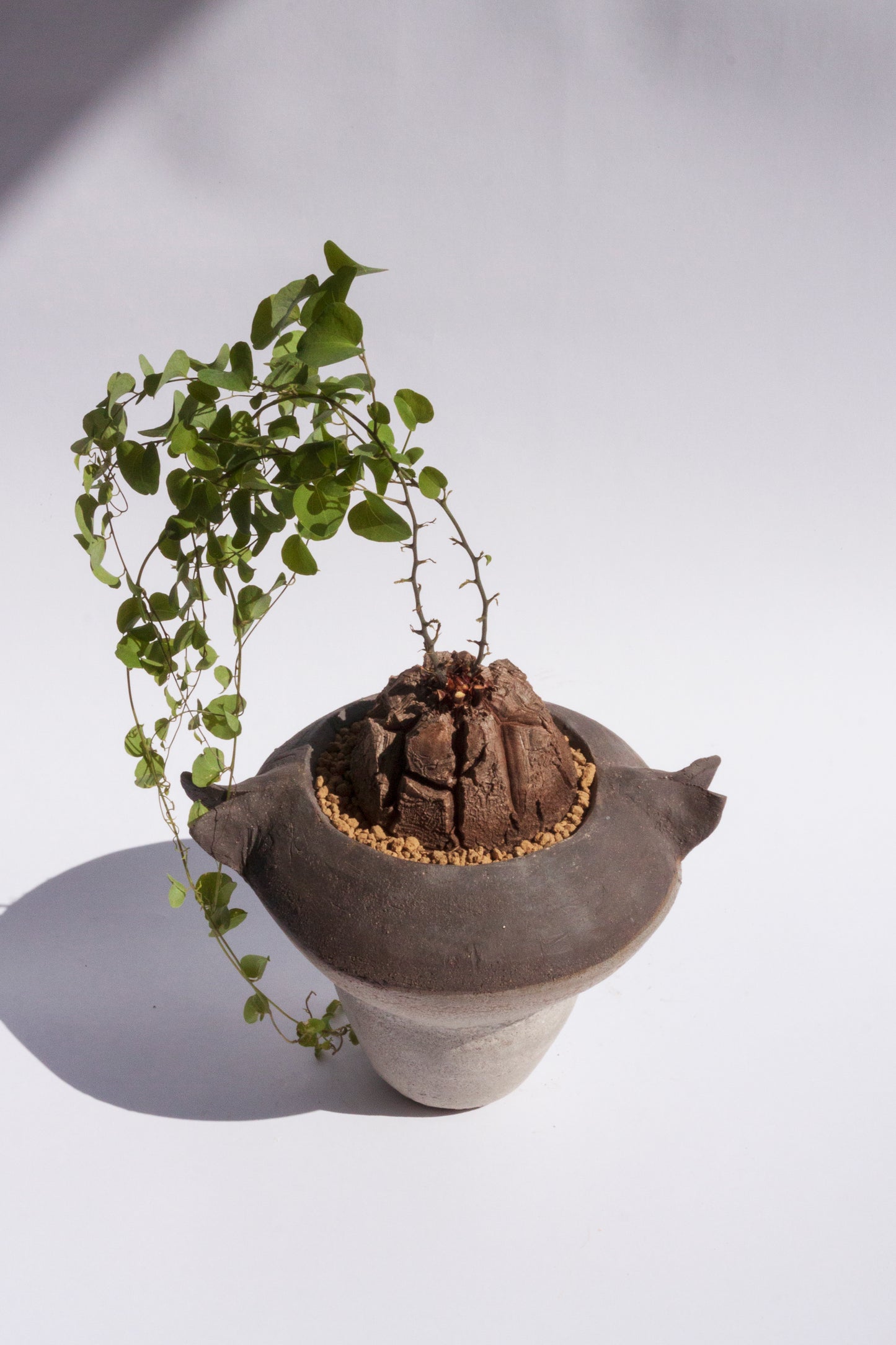 Dioscorea Elephantipes