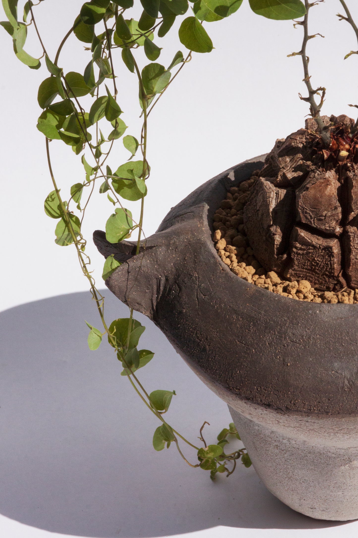 Dioscorea Elephantipes