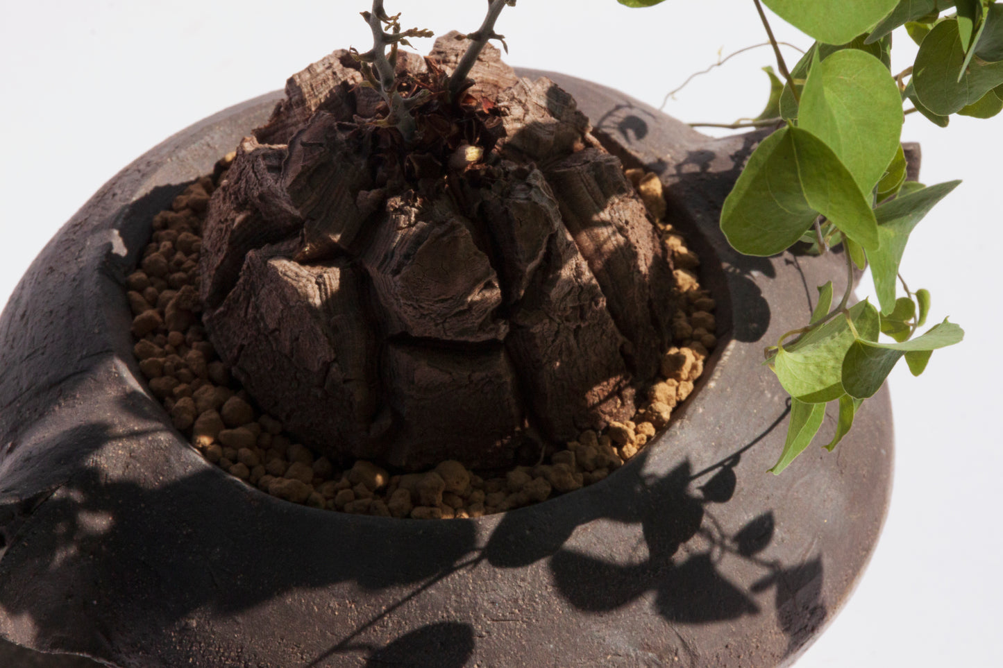 Dioscorea Elephantipes