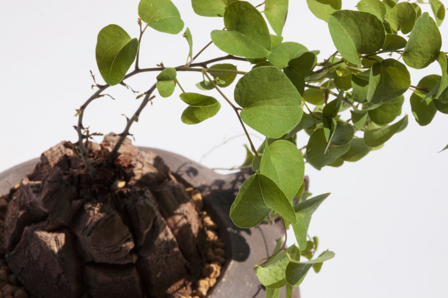 Dioscorea Elephantipes