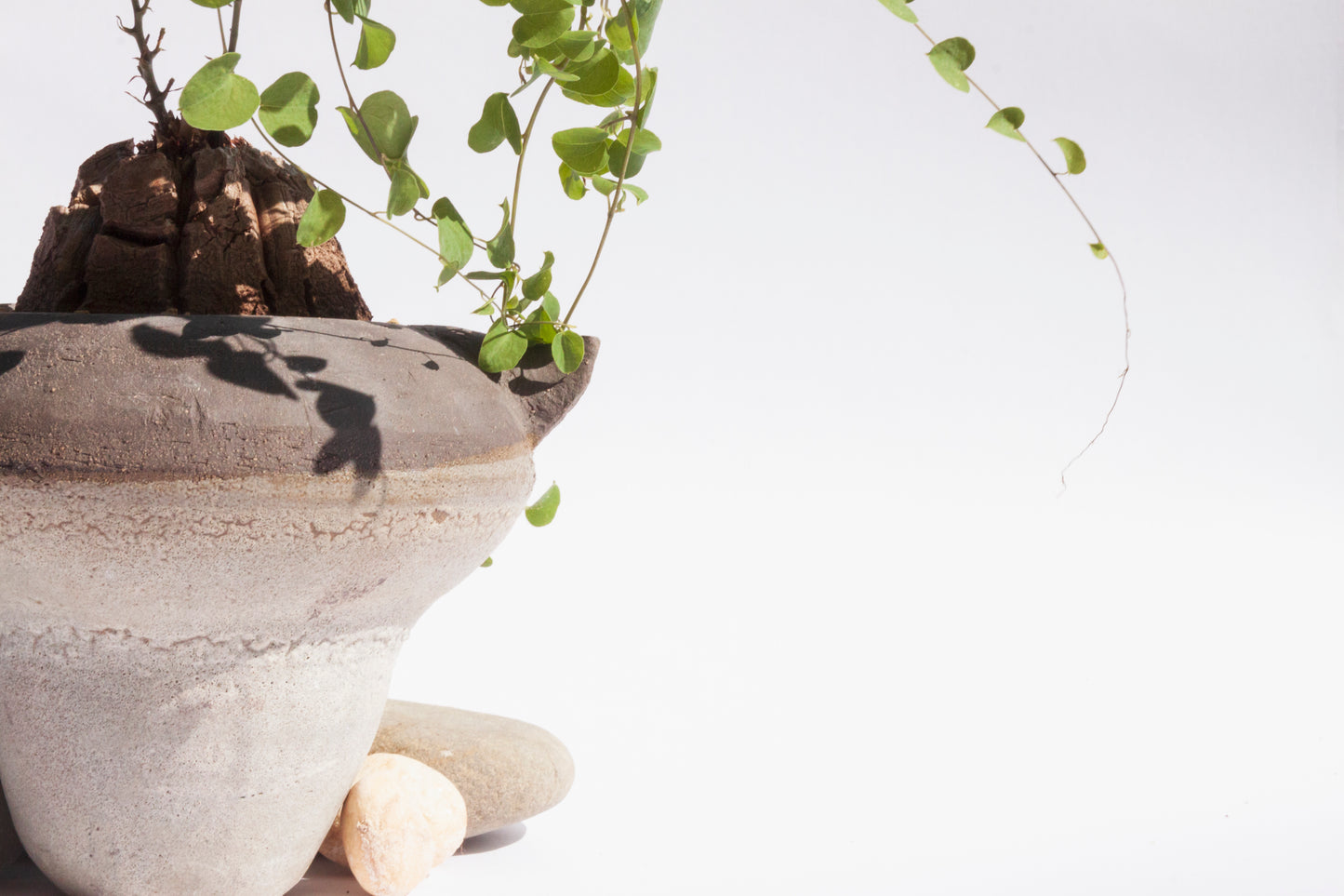 Dioscorea Elephantipes