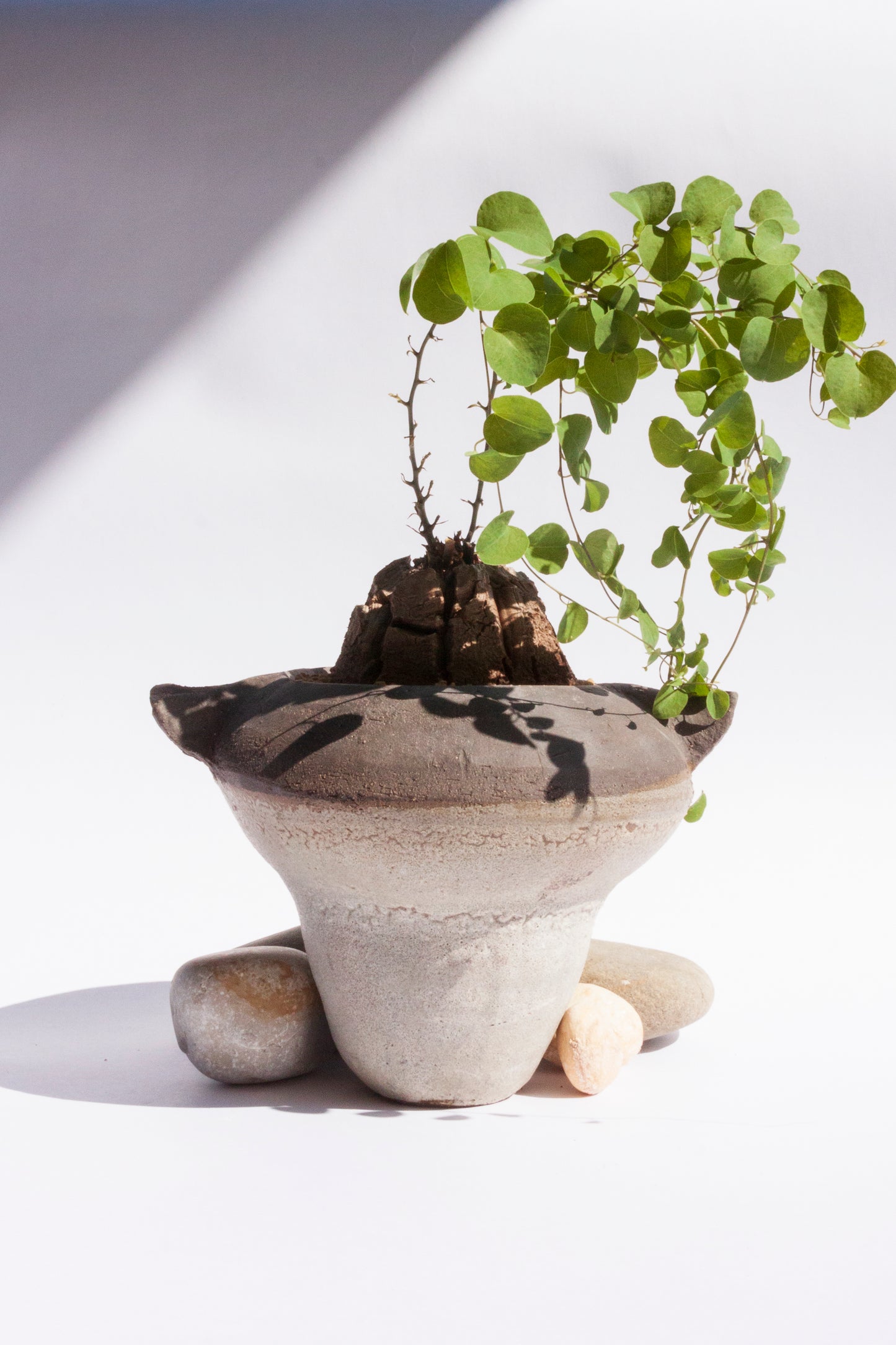 Dioscorea Elephantipes
