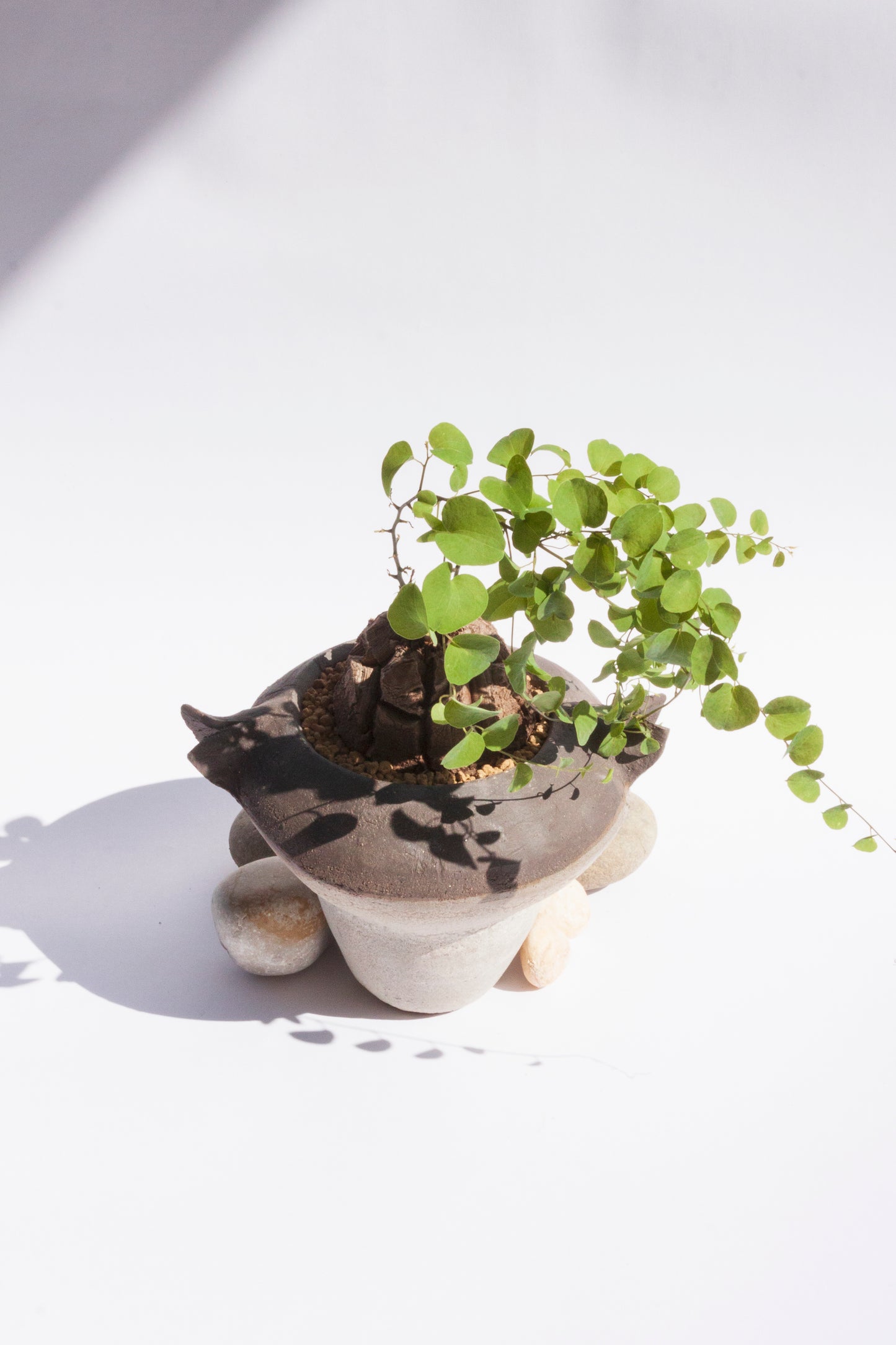 Dioscorea Elephantipes