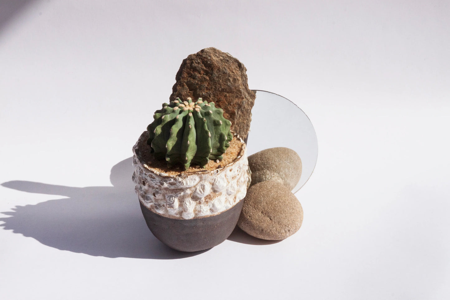 Ferocactus Glaucescens