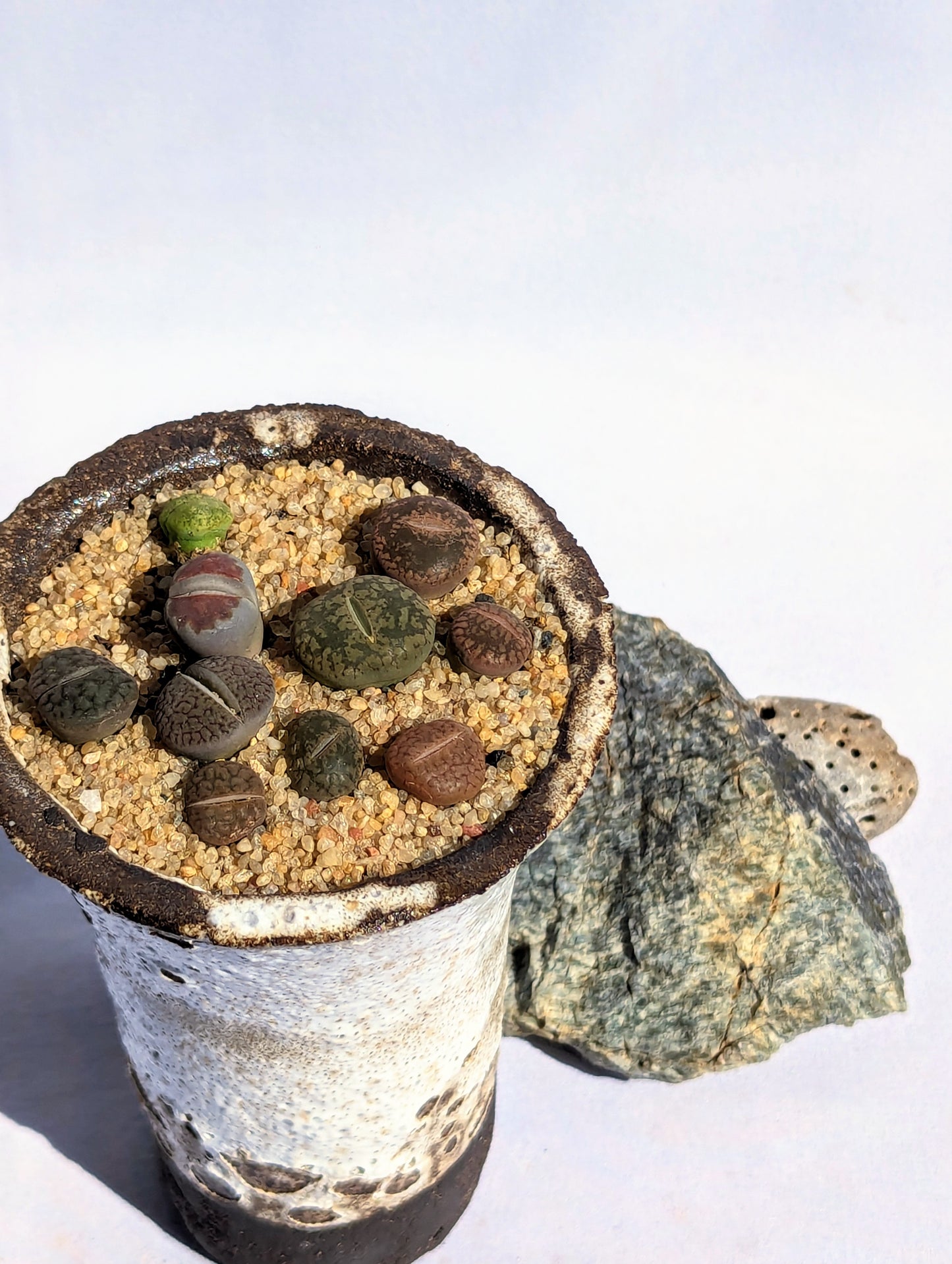 Lithops