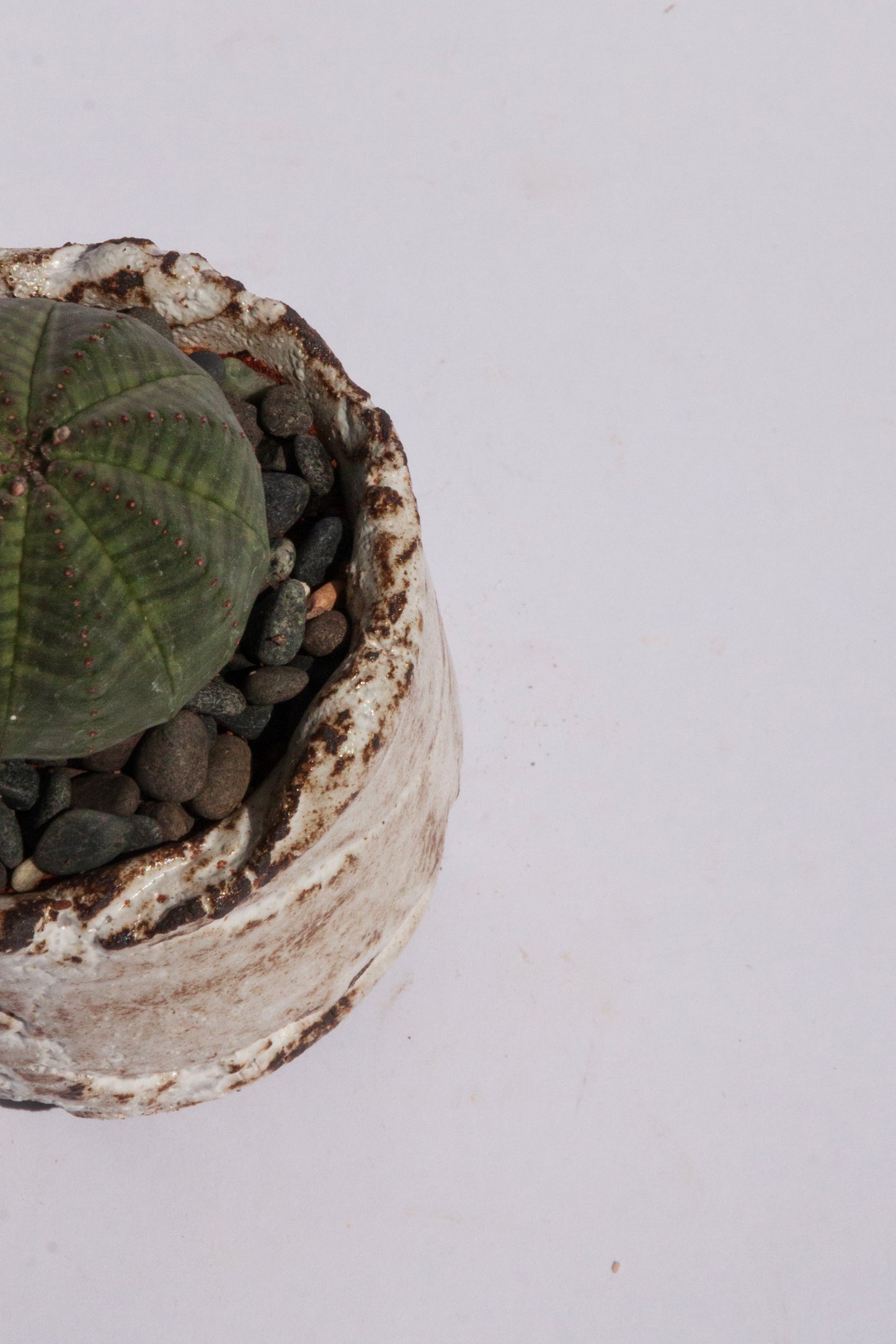 Euphorbia Obesa III