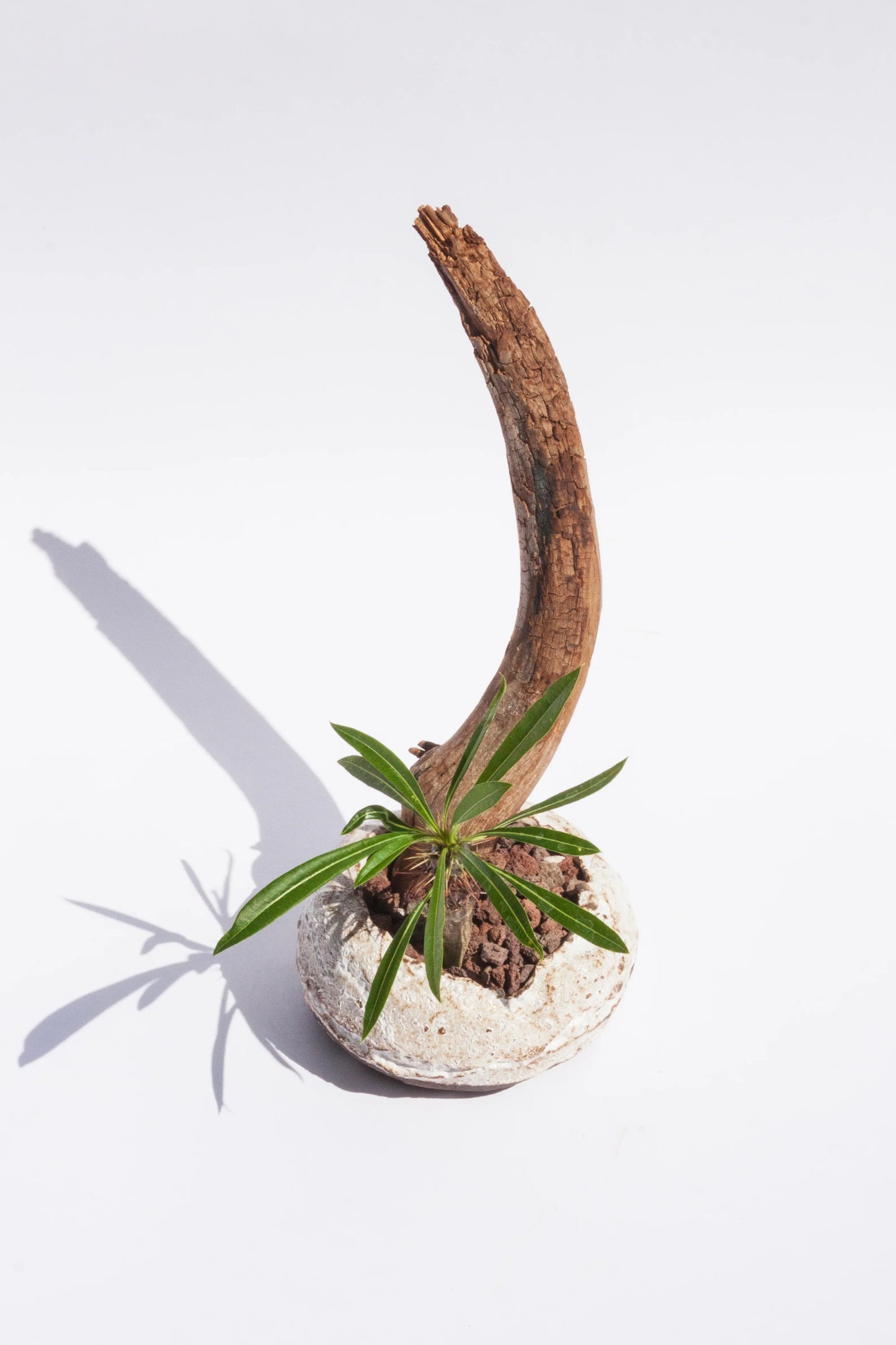 Euphorbia Japonica & Wood