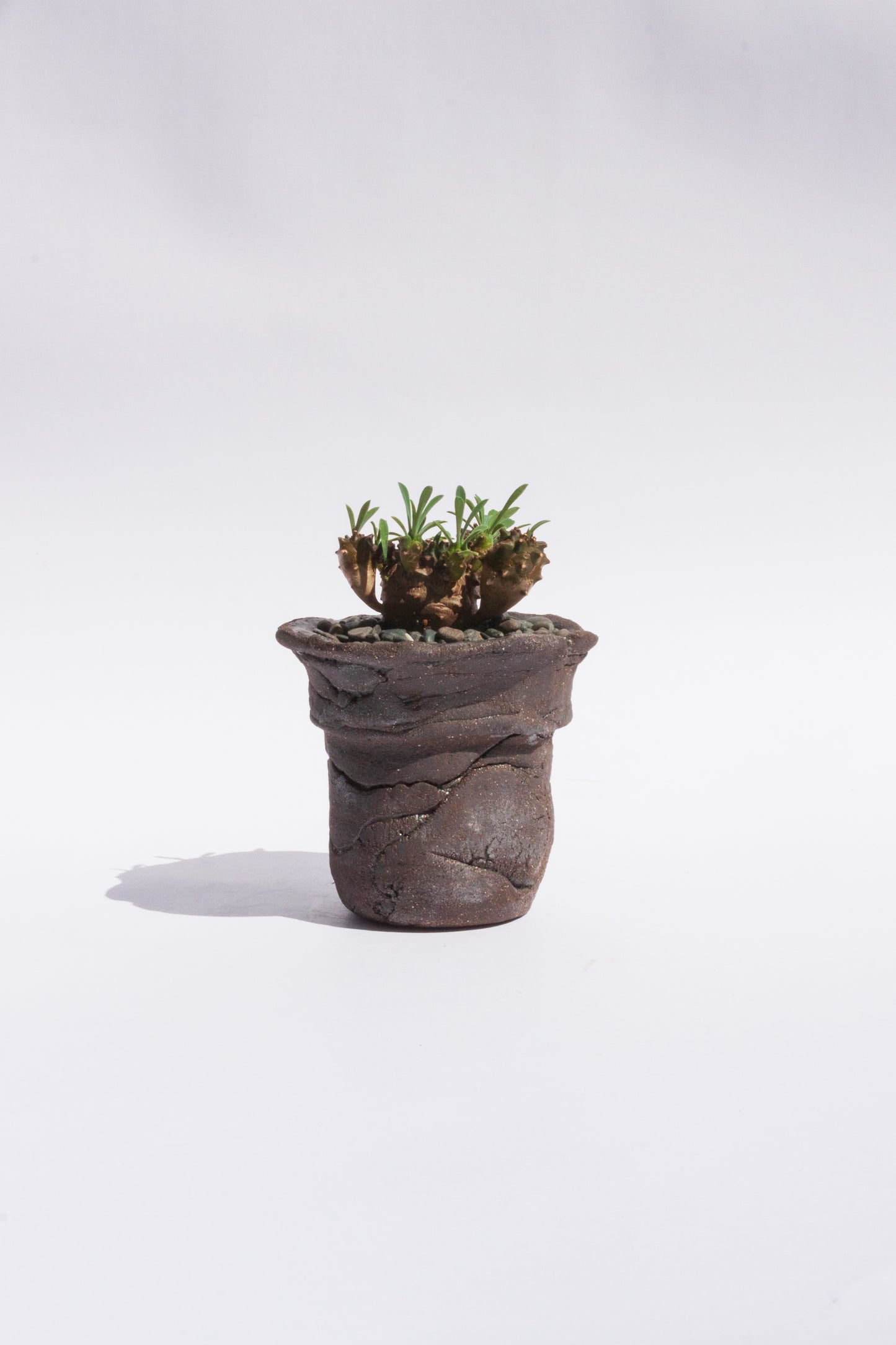 Euphorbia Japonica