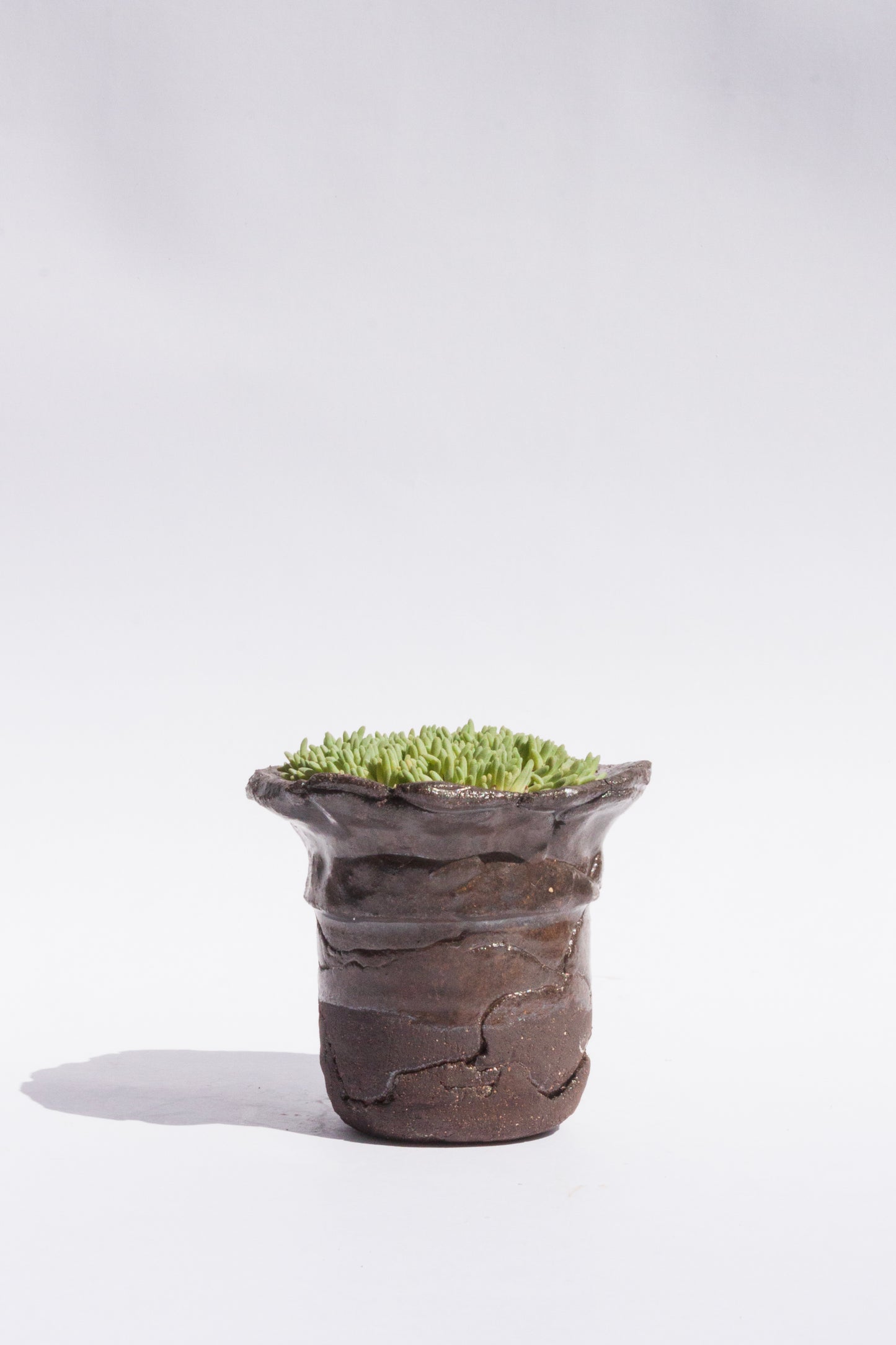 Delosperma Sphalmanthoides