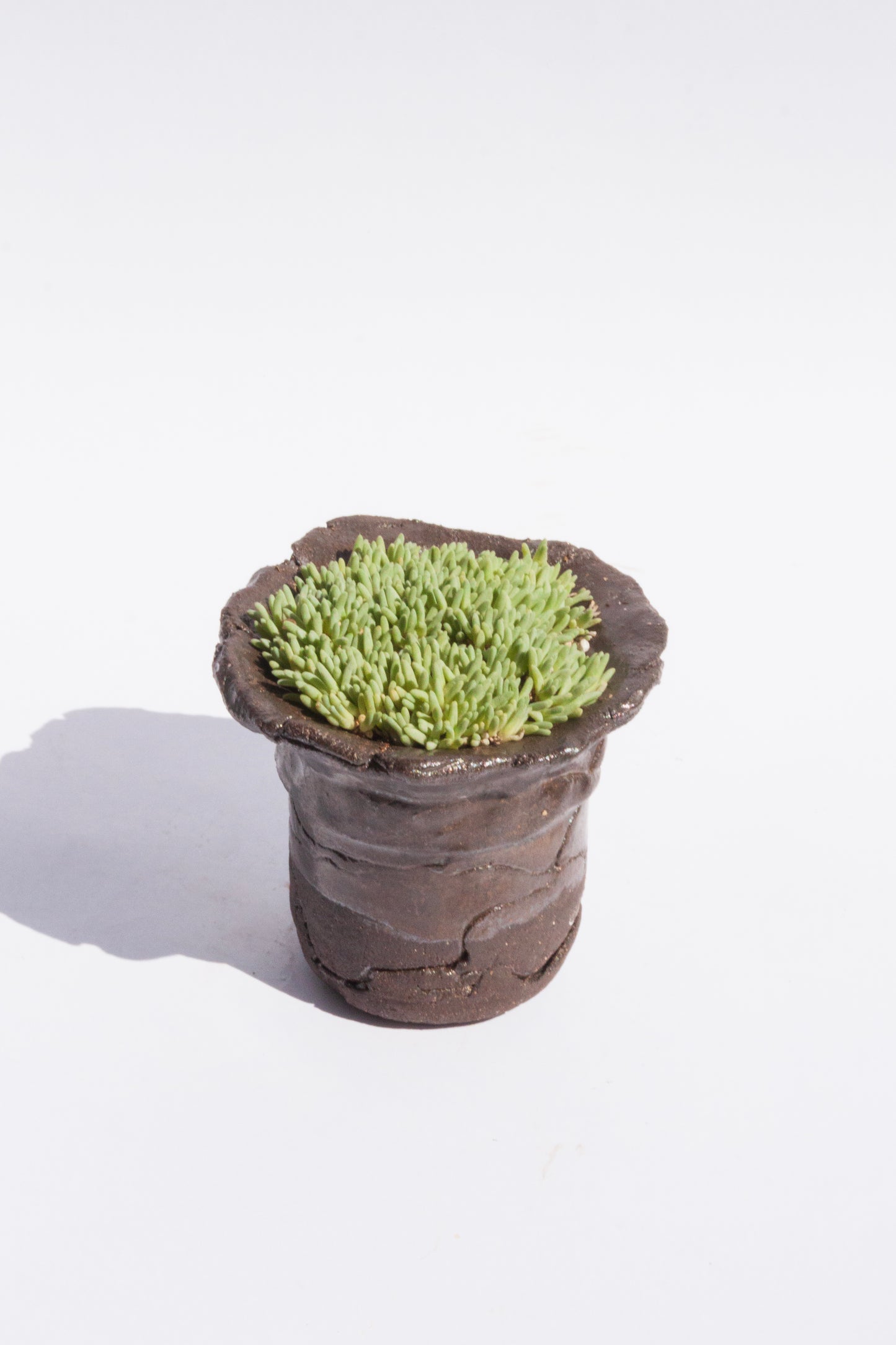Delosperma Sphalmanthoides