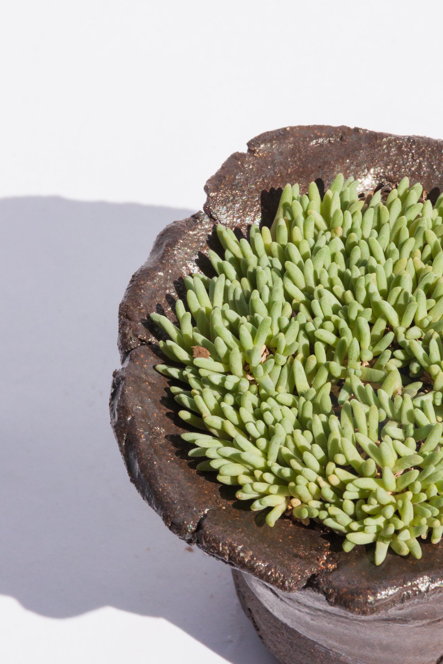 Delosperma Sphalmanthoides