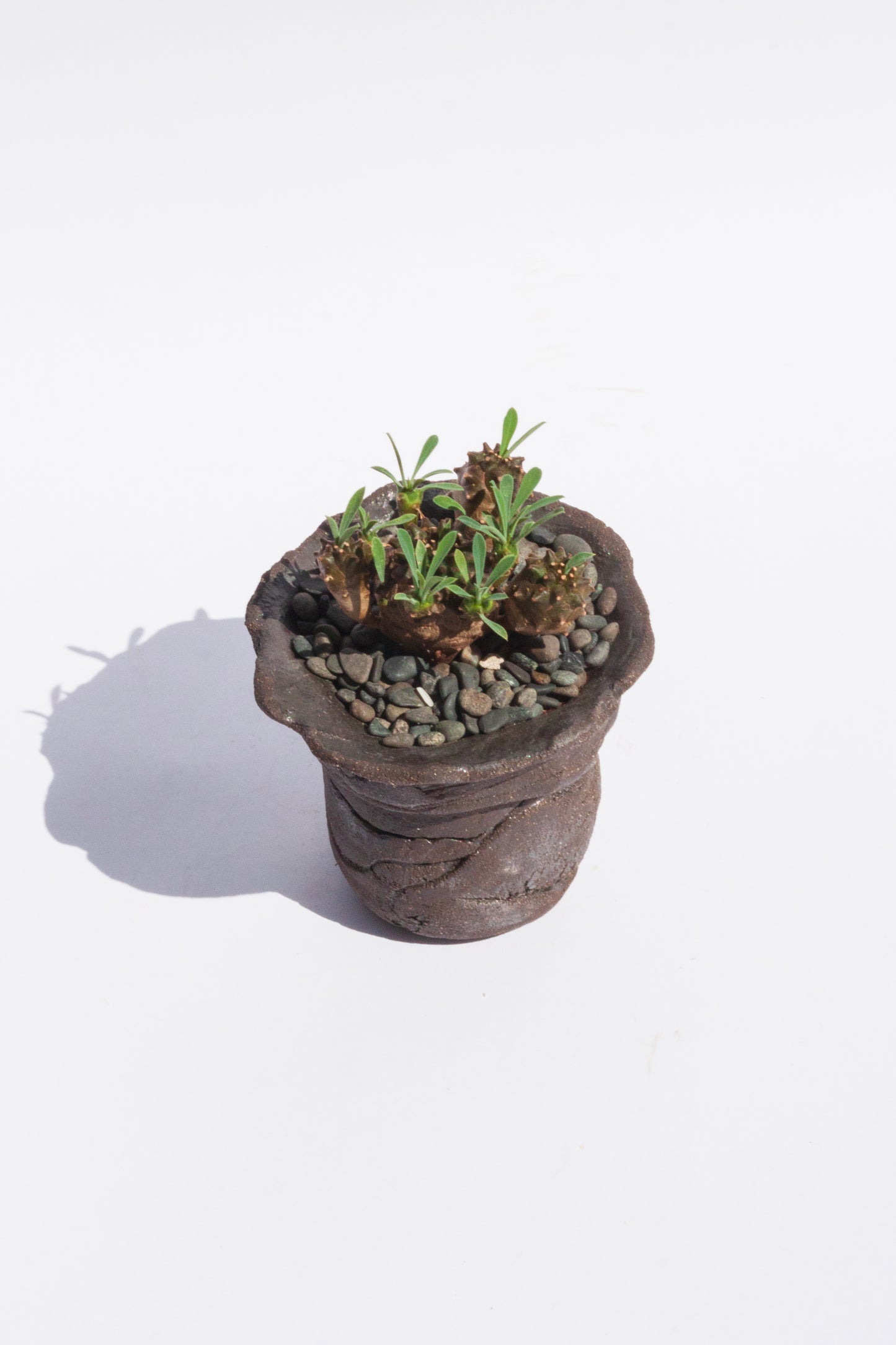 Euphorbia Japonica