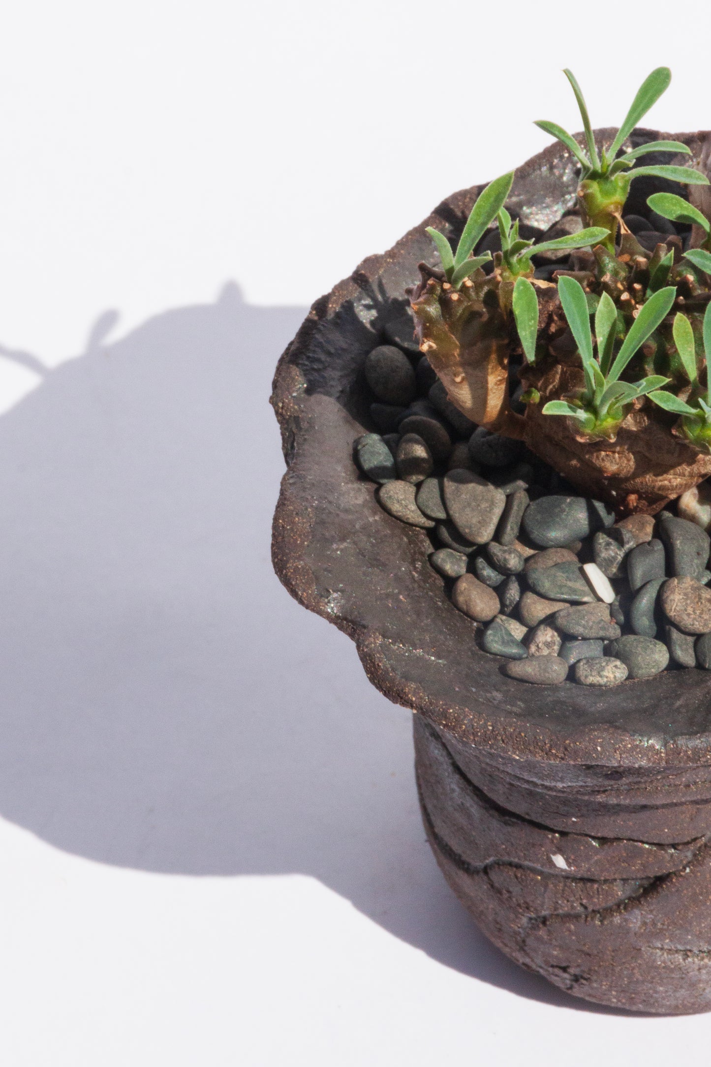 Euphorbia Japonica