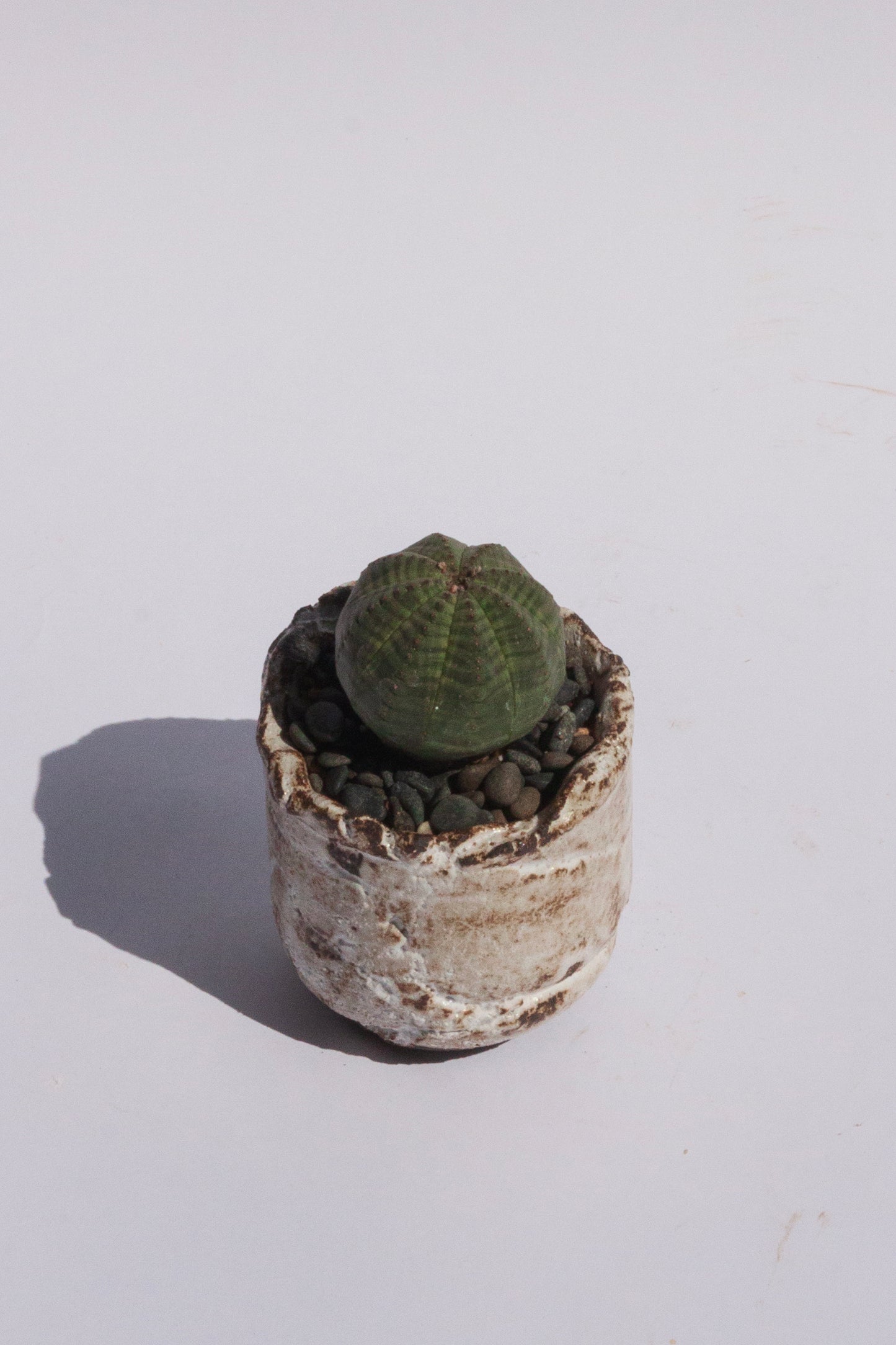 Euphorbia Obesa III