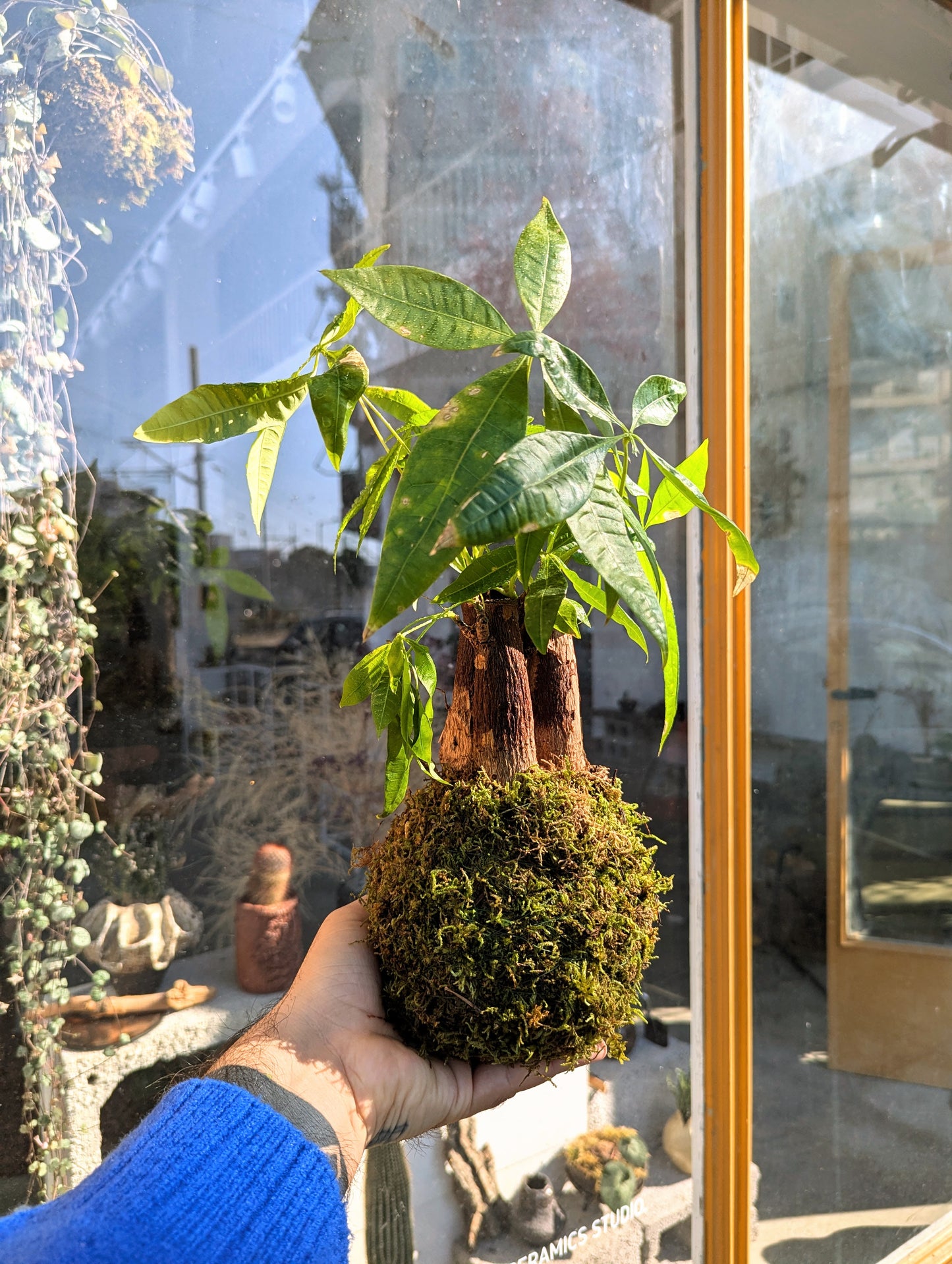 Kokedama Pachira Aquatica Trunk