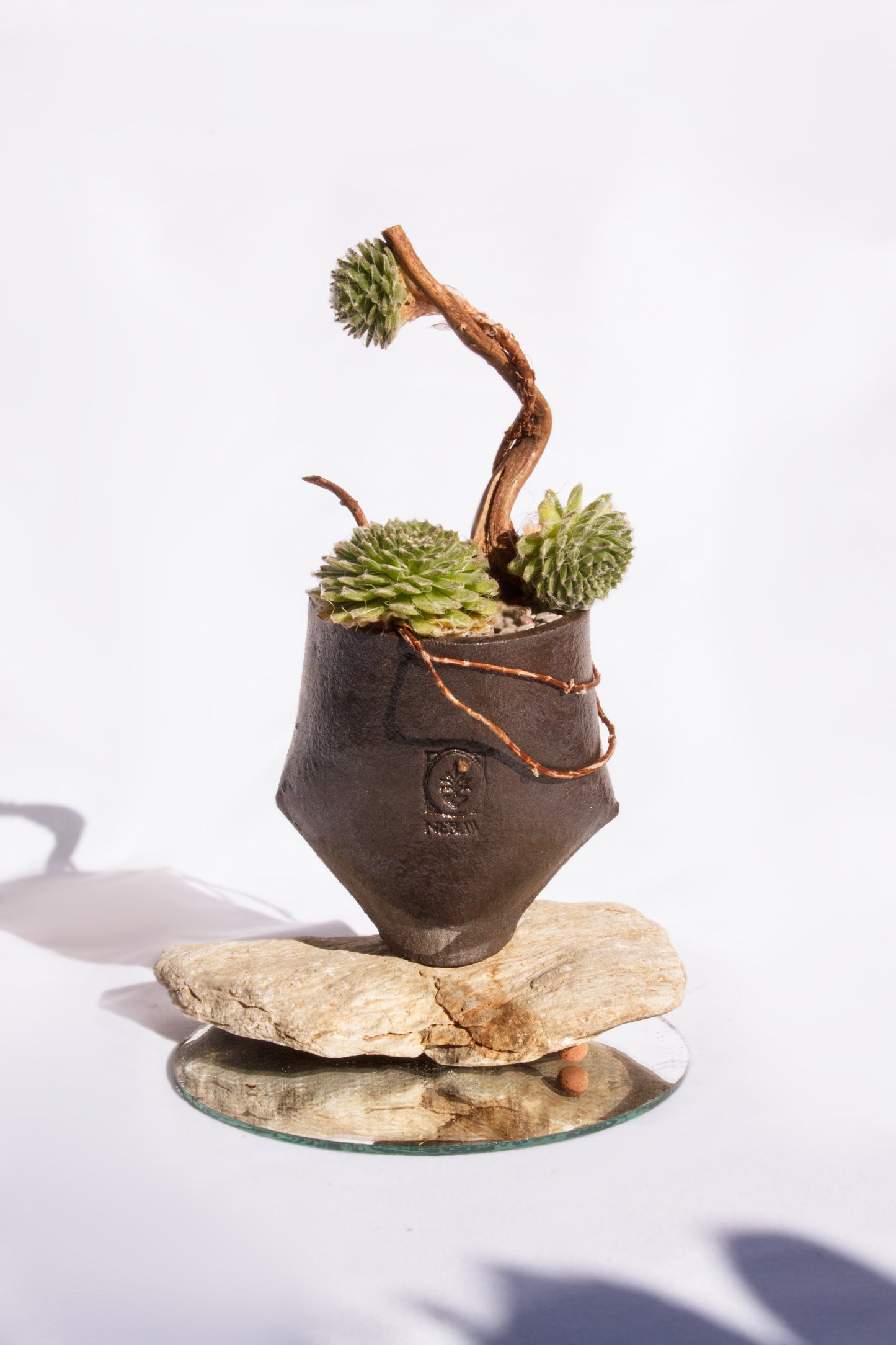 Sempervivum Arachnoideum