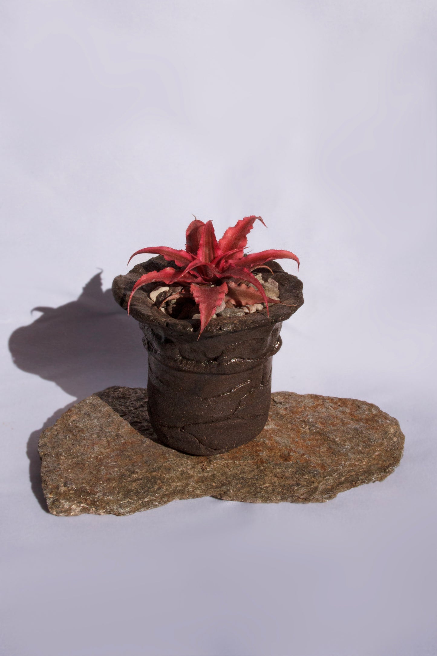 Cryptanthus Bivittatus