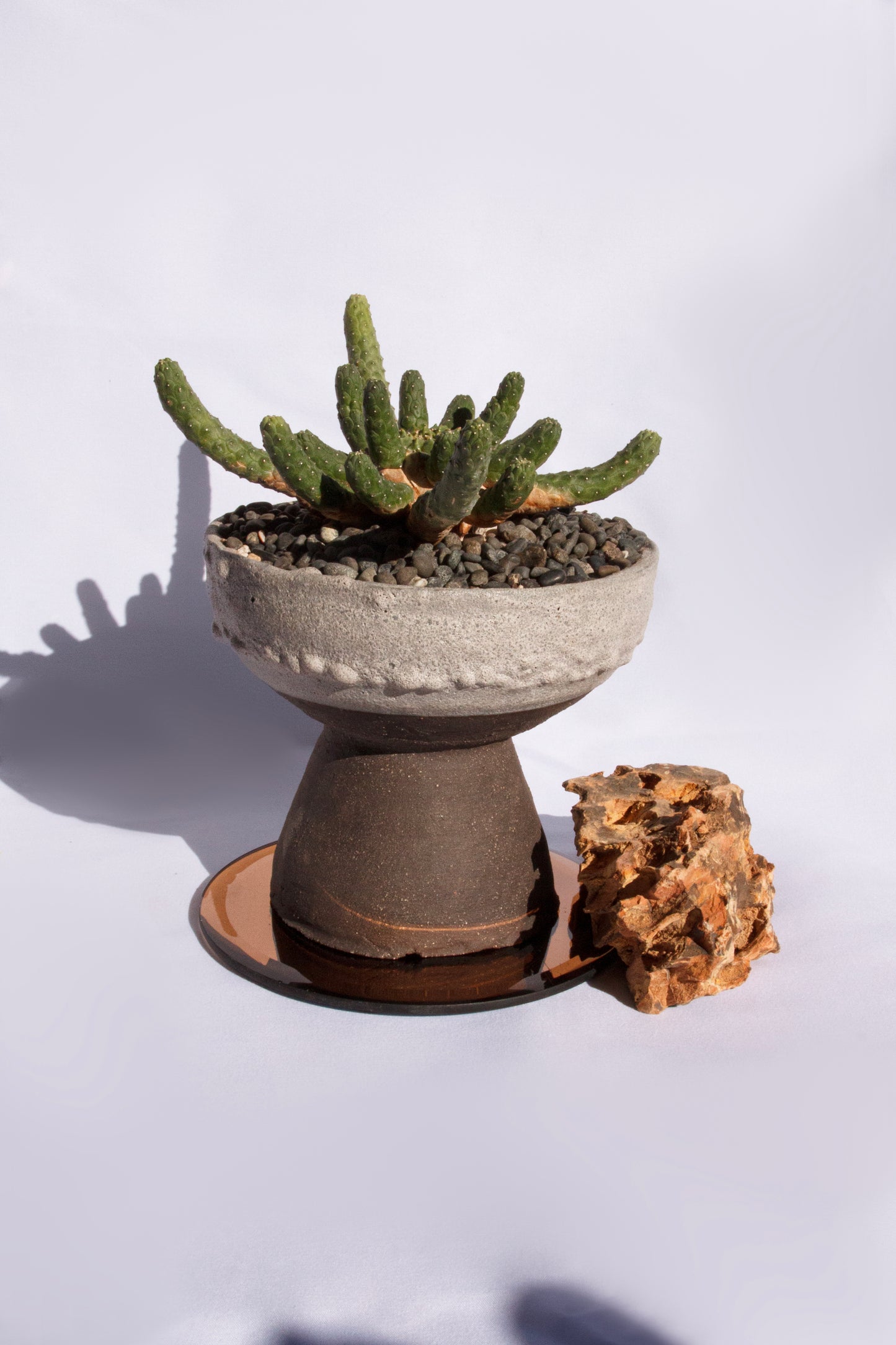 Euphorbia Inermis