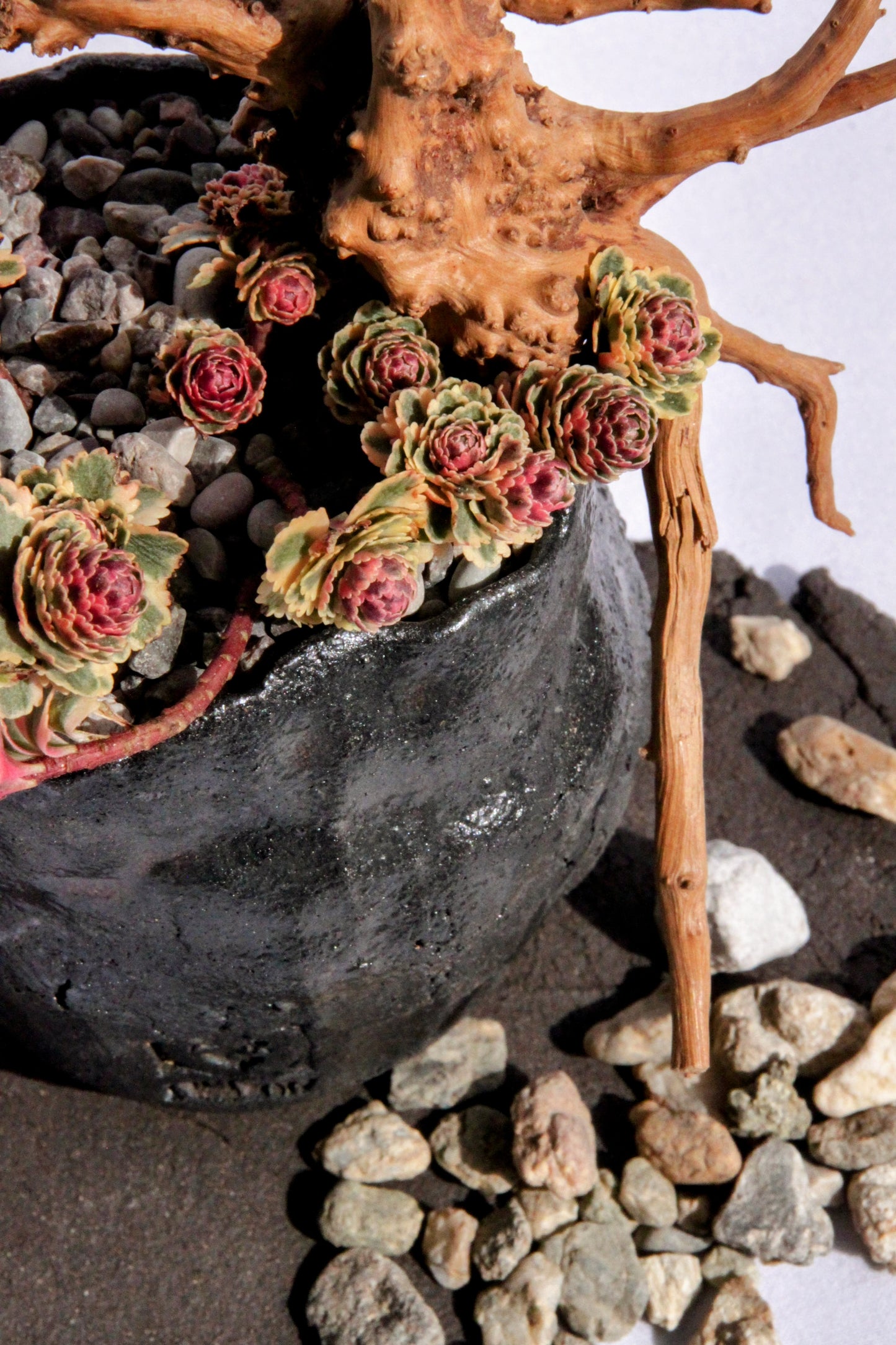 Sedum Takesimense Atlantis