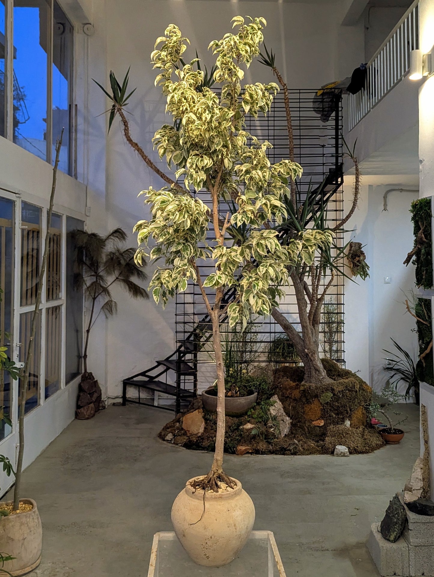 Variegated Ficus Tree in Sand Ceramic – Styled by Neraw