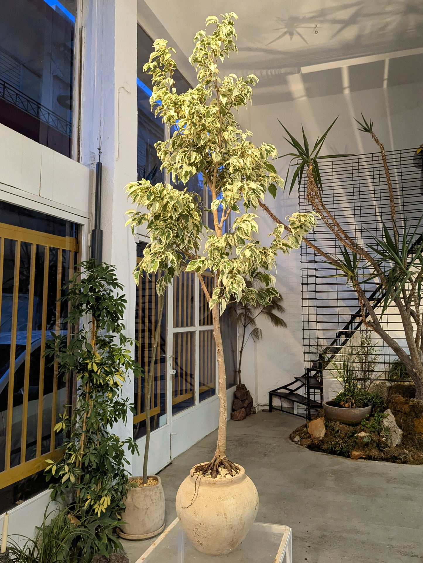 Variegated Ficus Tree in Sand Ceramic – Styled by Neraw