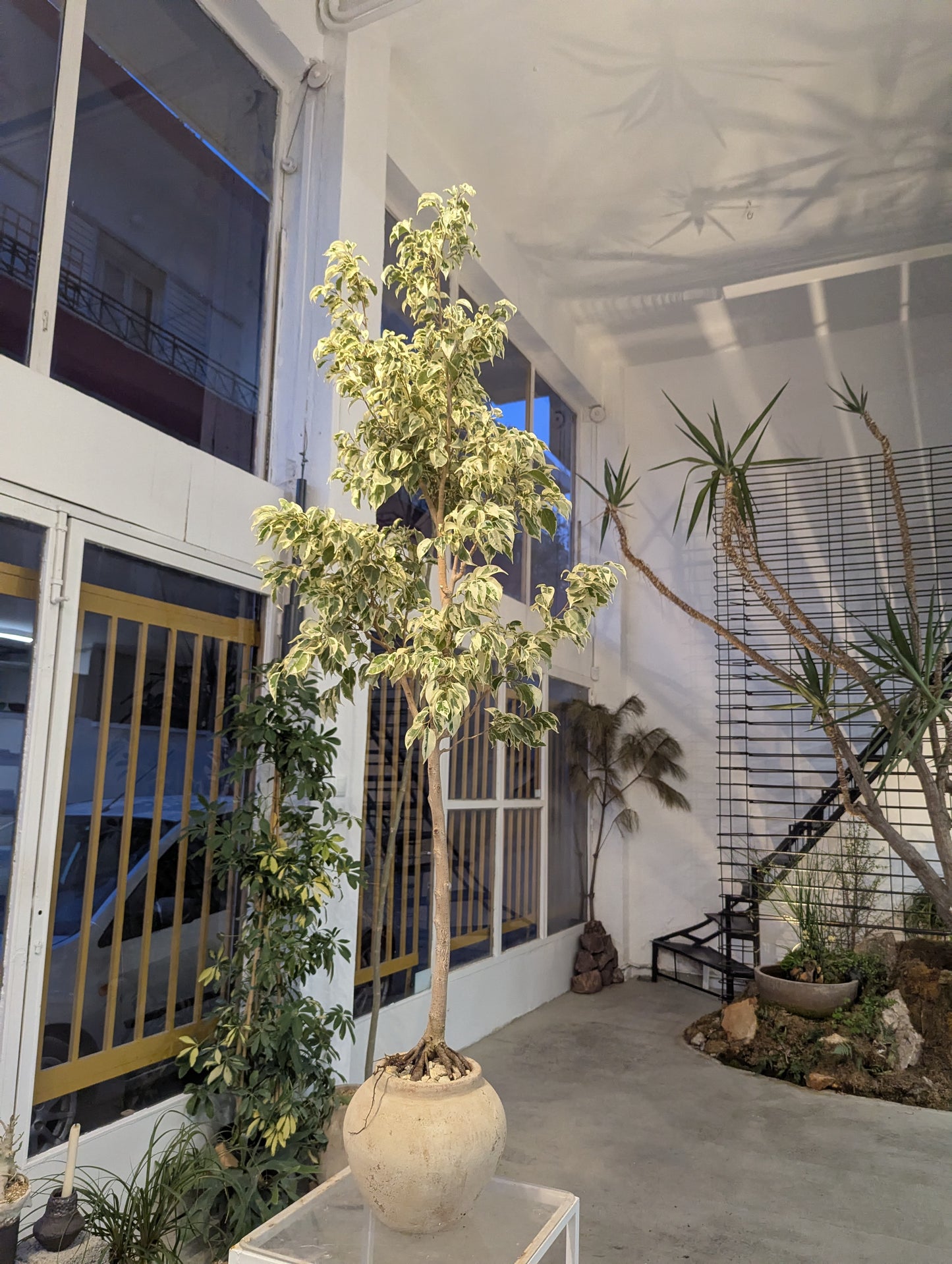 Variegated Ficus Tree in Sand Ceramic – Styled by Neraw