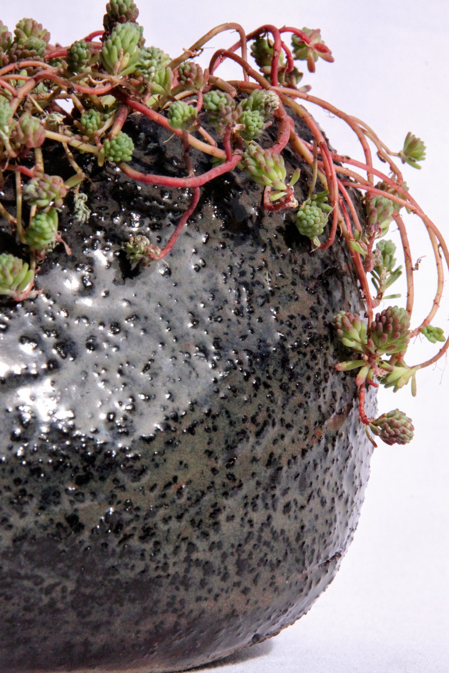 Sedum Stefco