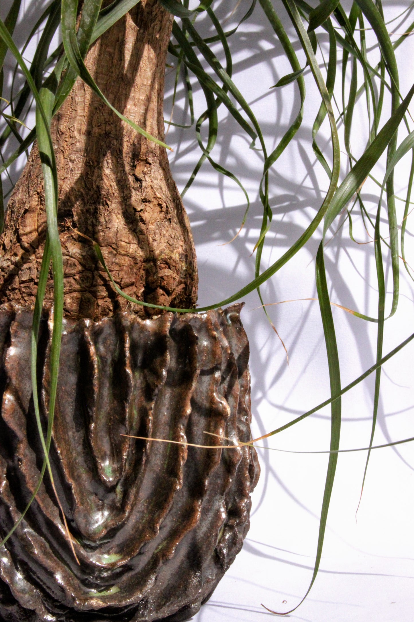 Beaucarnea Pony Tail Palm