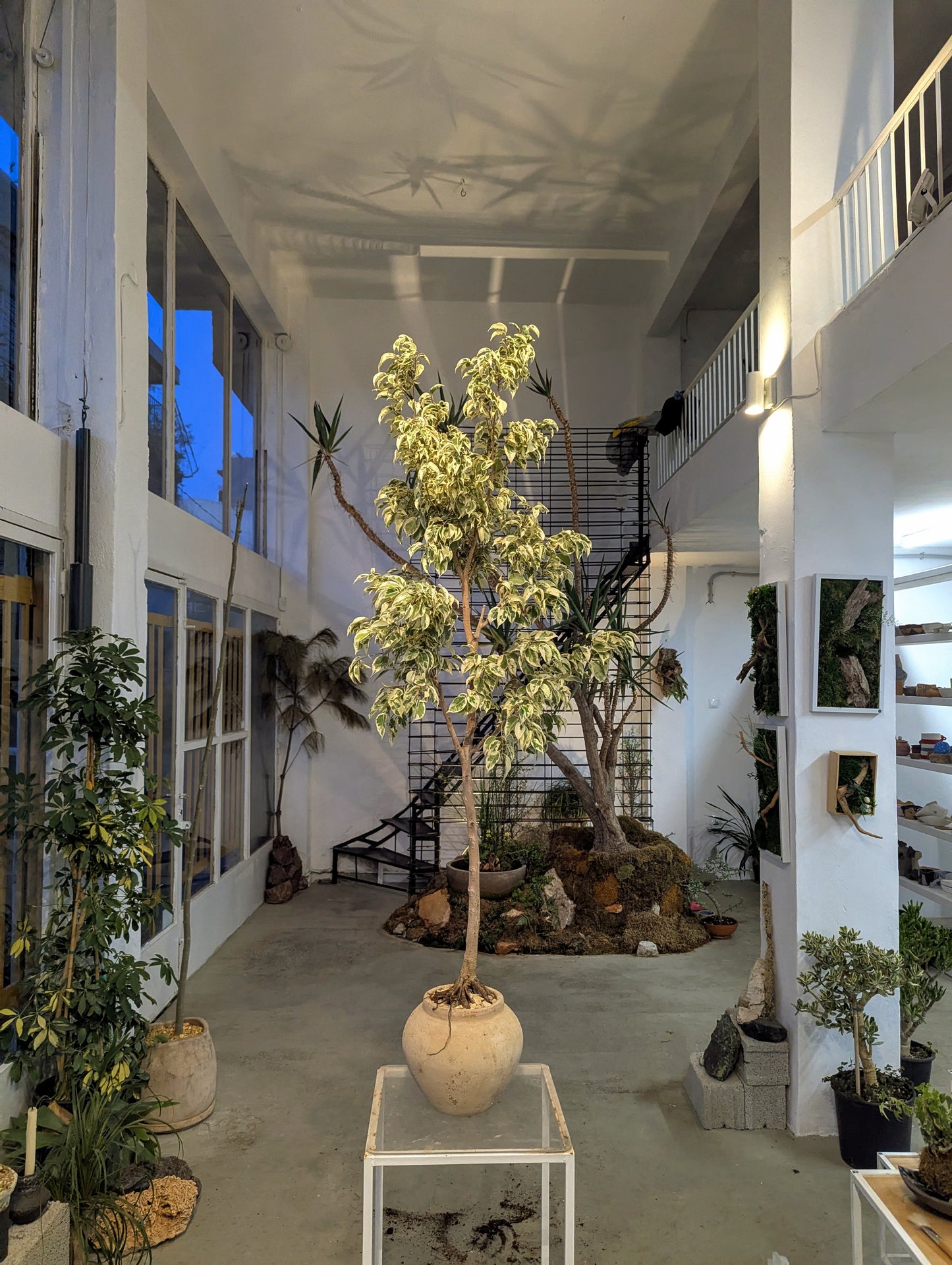 Variegated Ficus Tree in Sand Ceramic – Styled by Neraw