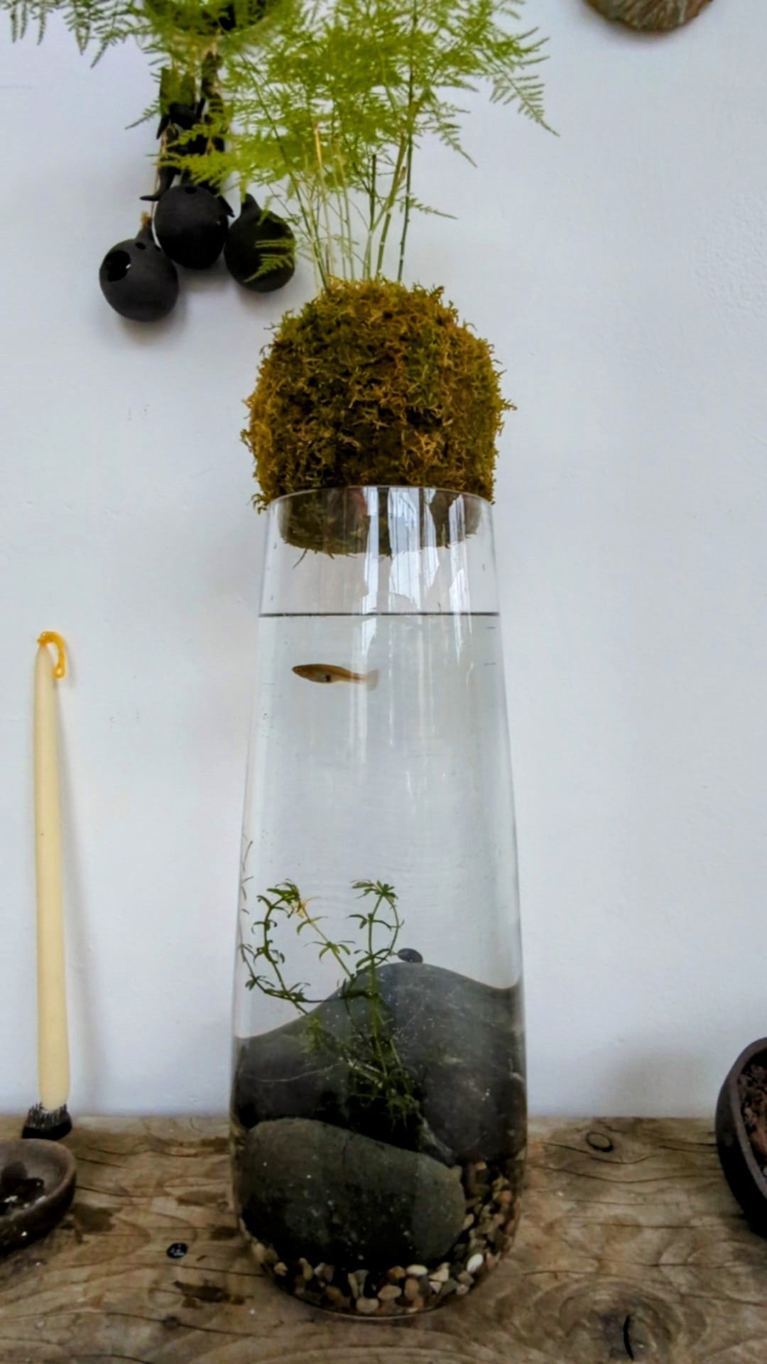 Floating Forest: Glass Vase Water Ecosystem