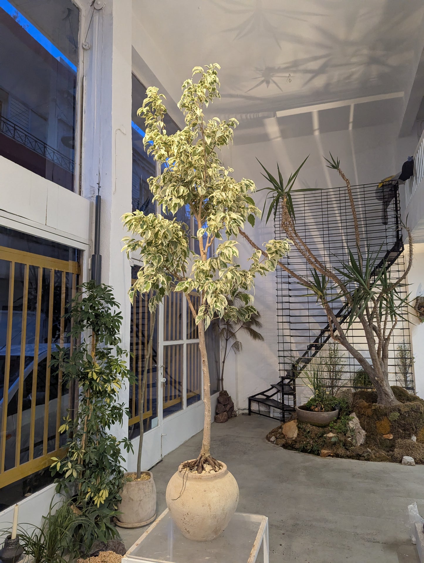 Variegated Ficus Tree in Sand Ceramic – Styled by Neraw