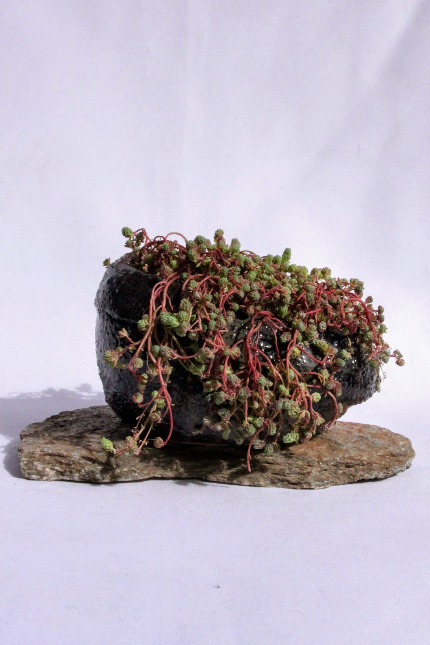 Sedum Stefco