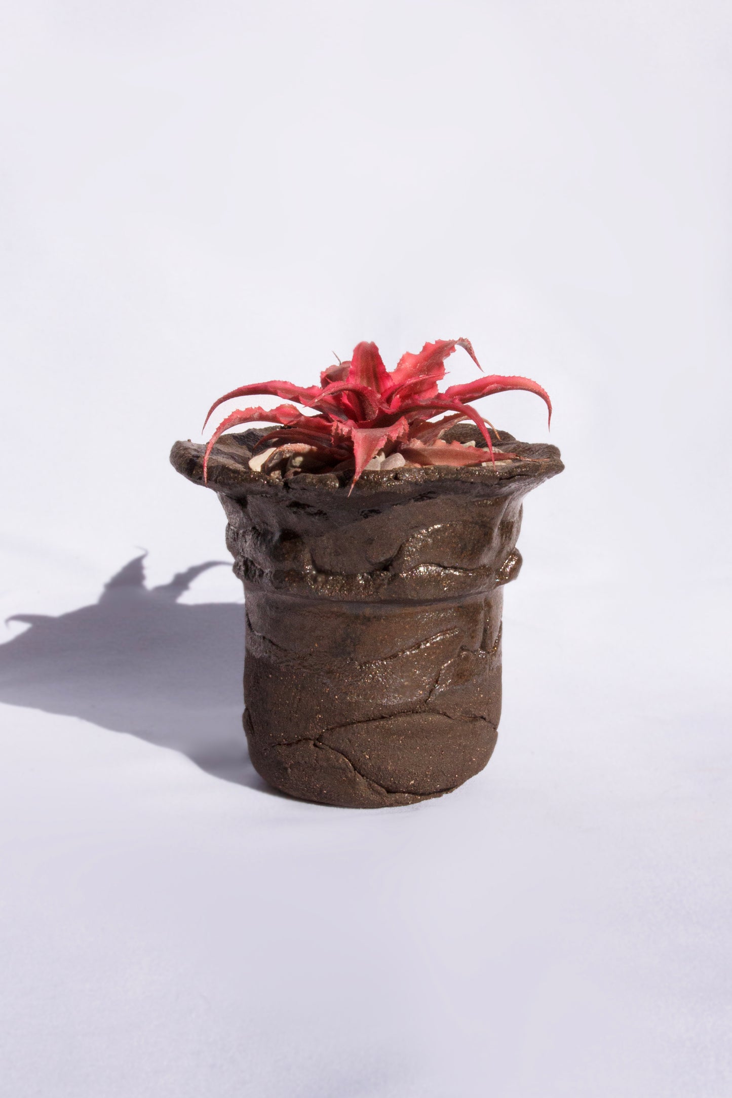 Cryptanthus Bivittatus