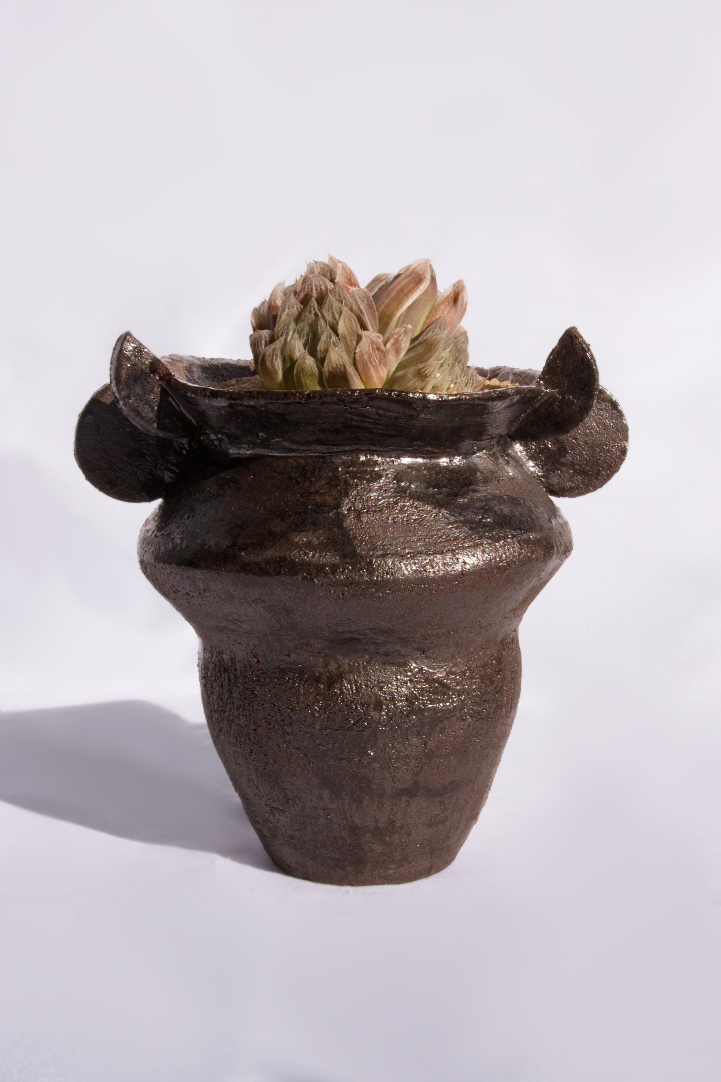Haworthia Variegata Cooperi Pilifera