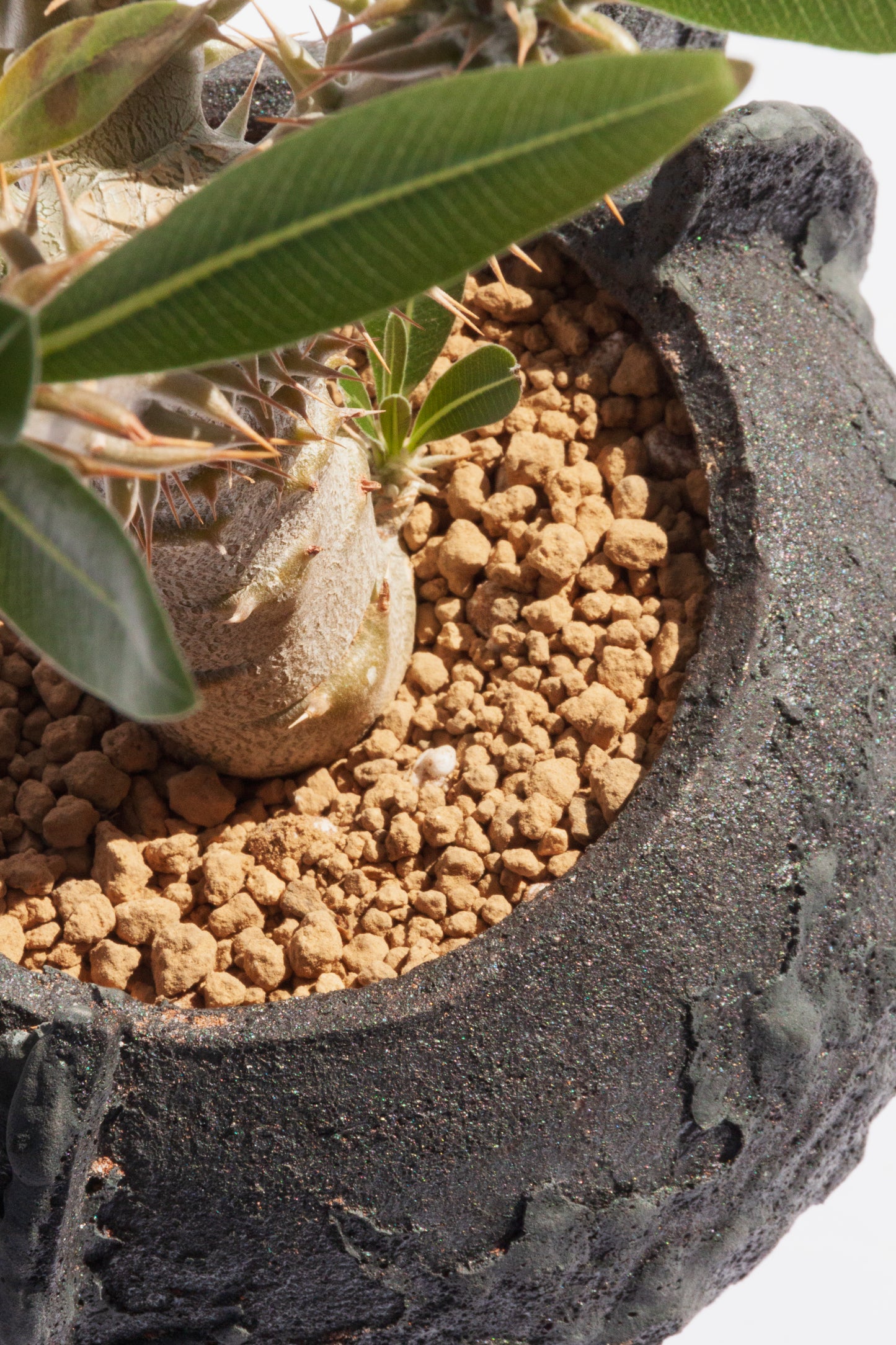 Pachypodium Densiflorum