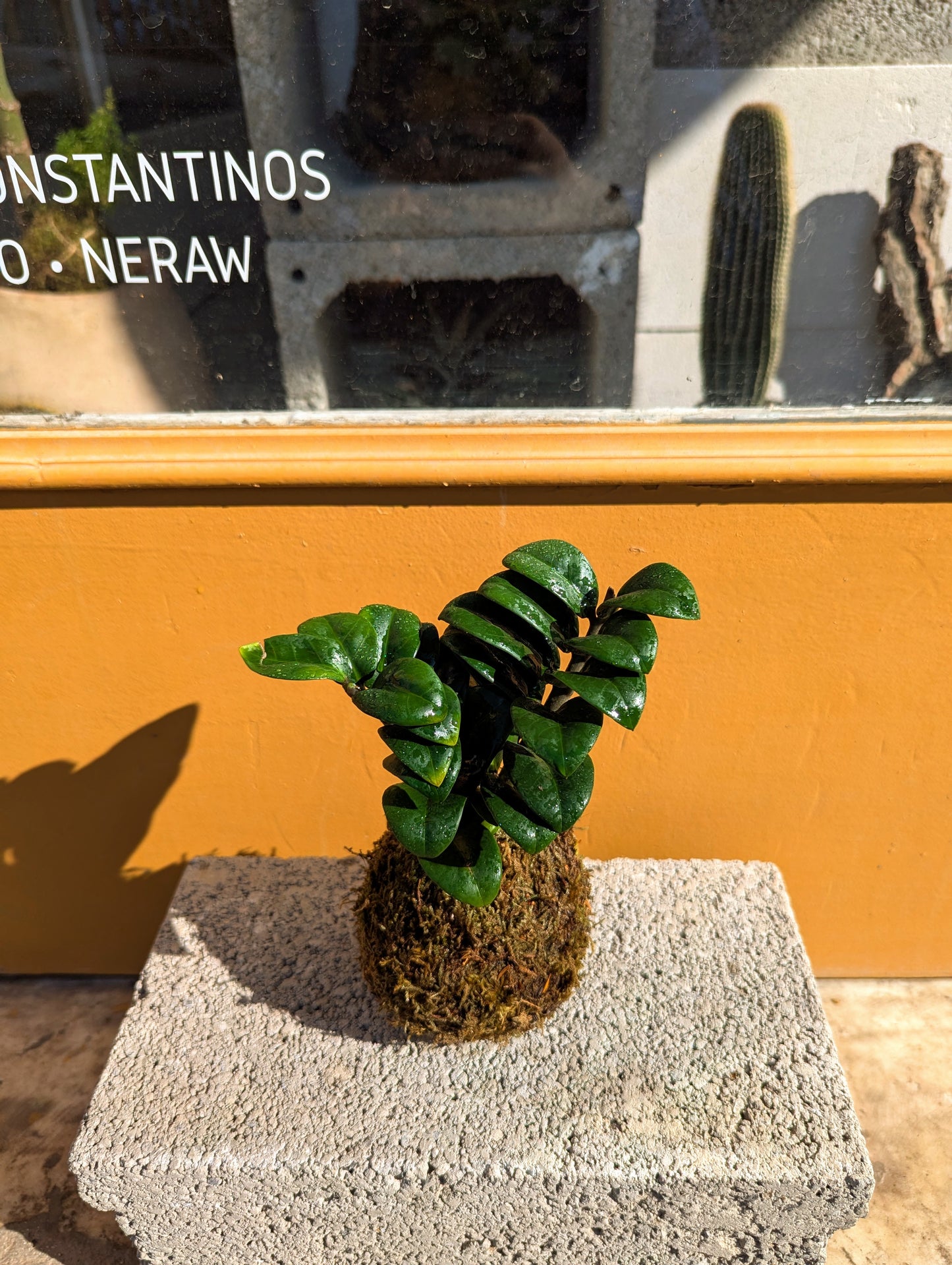 Kokedama ZZ Piccolo & Ceramic Plate