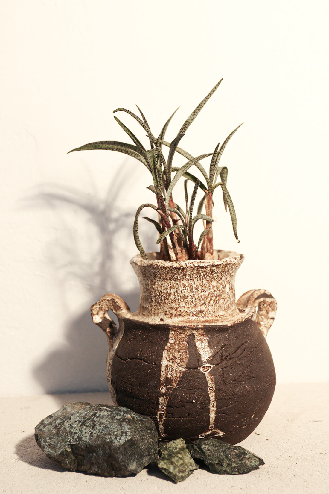 Ledebouria Socialis