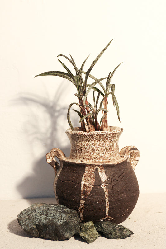 Ledebouria Socialis