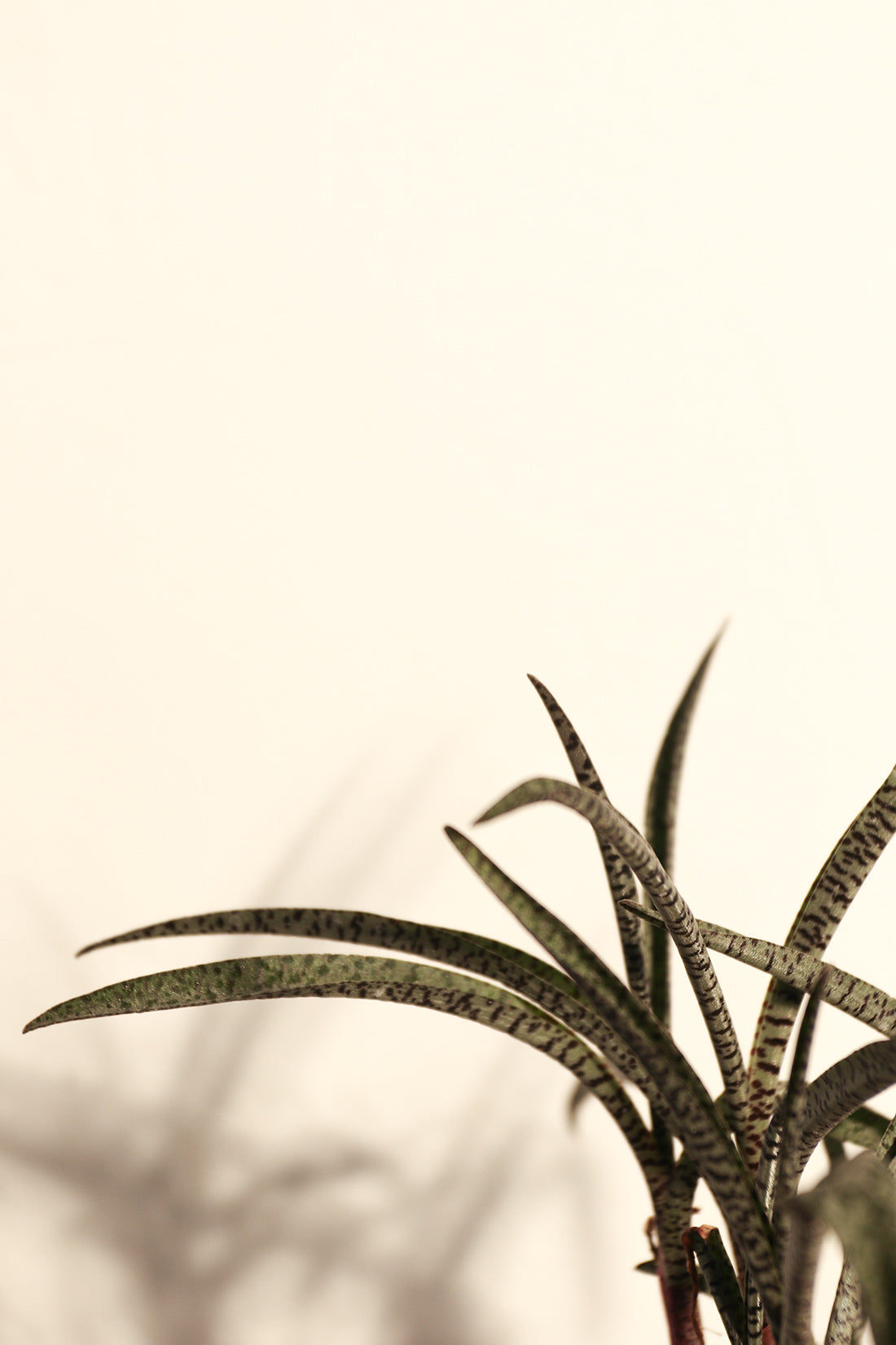Ledebouria Socialis